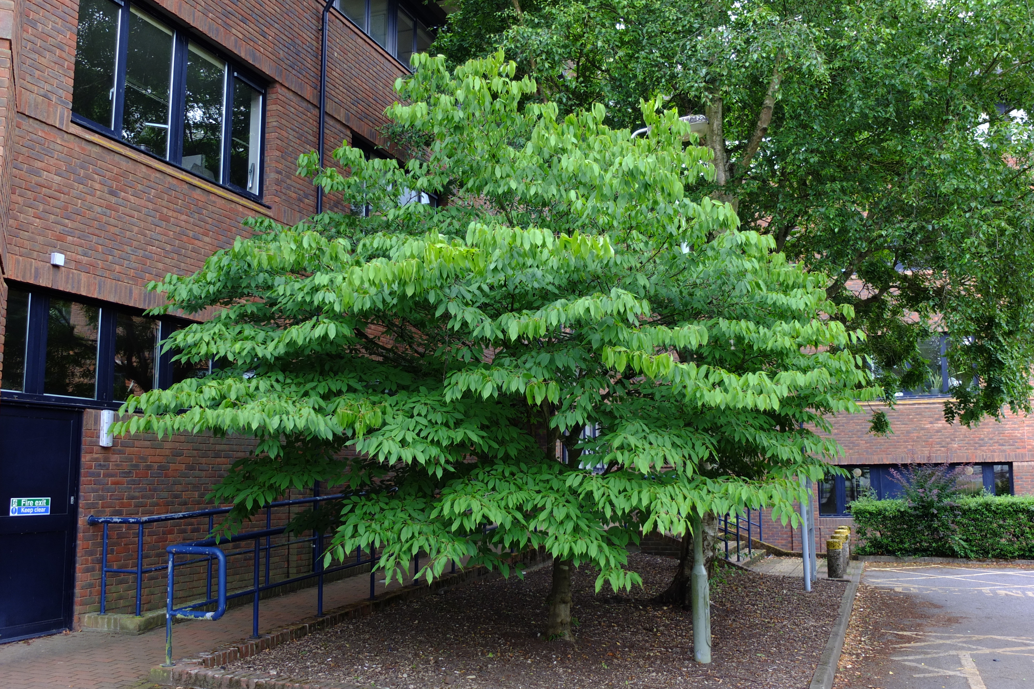 full-size image