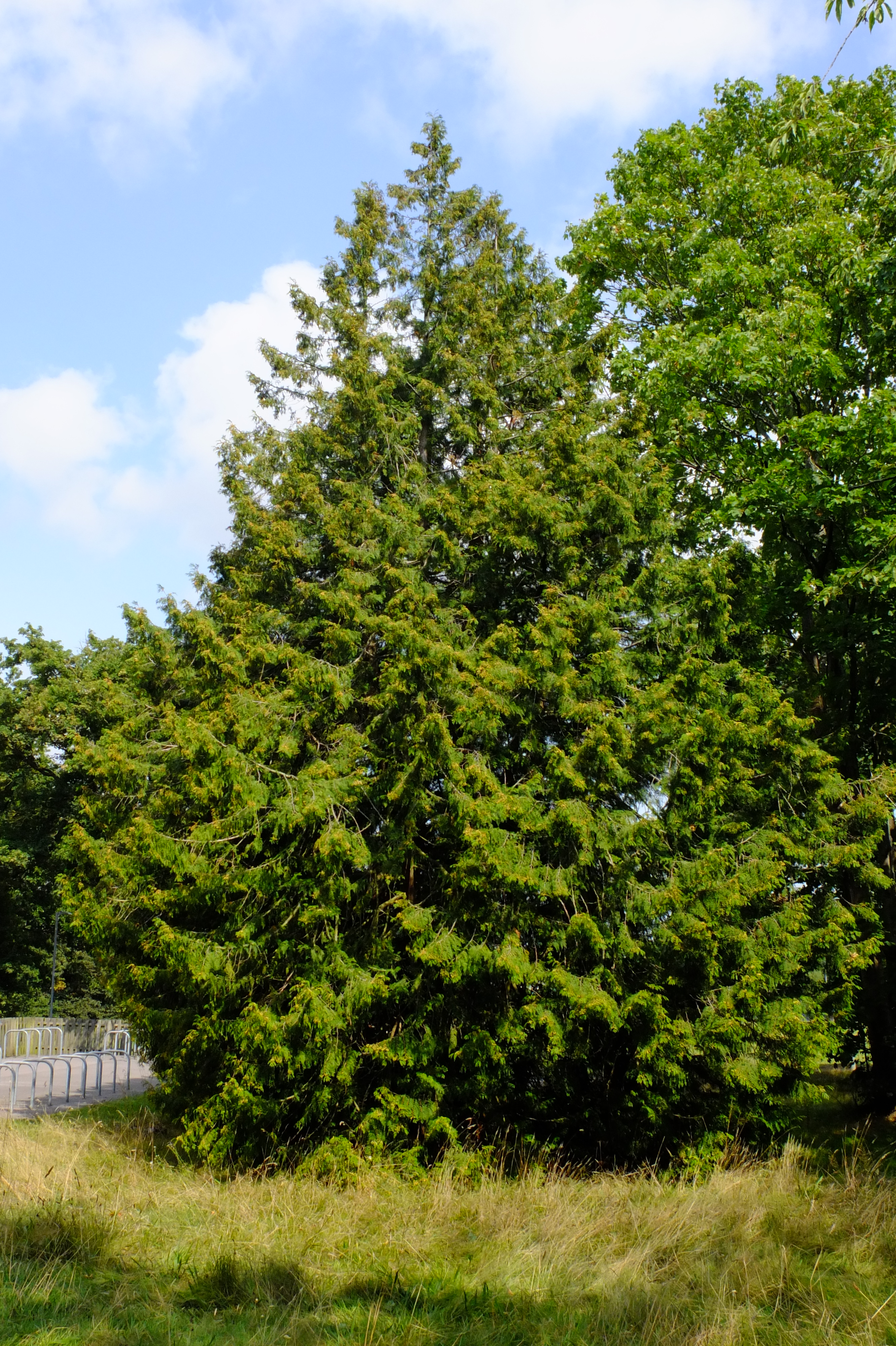 full-size image
