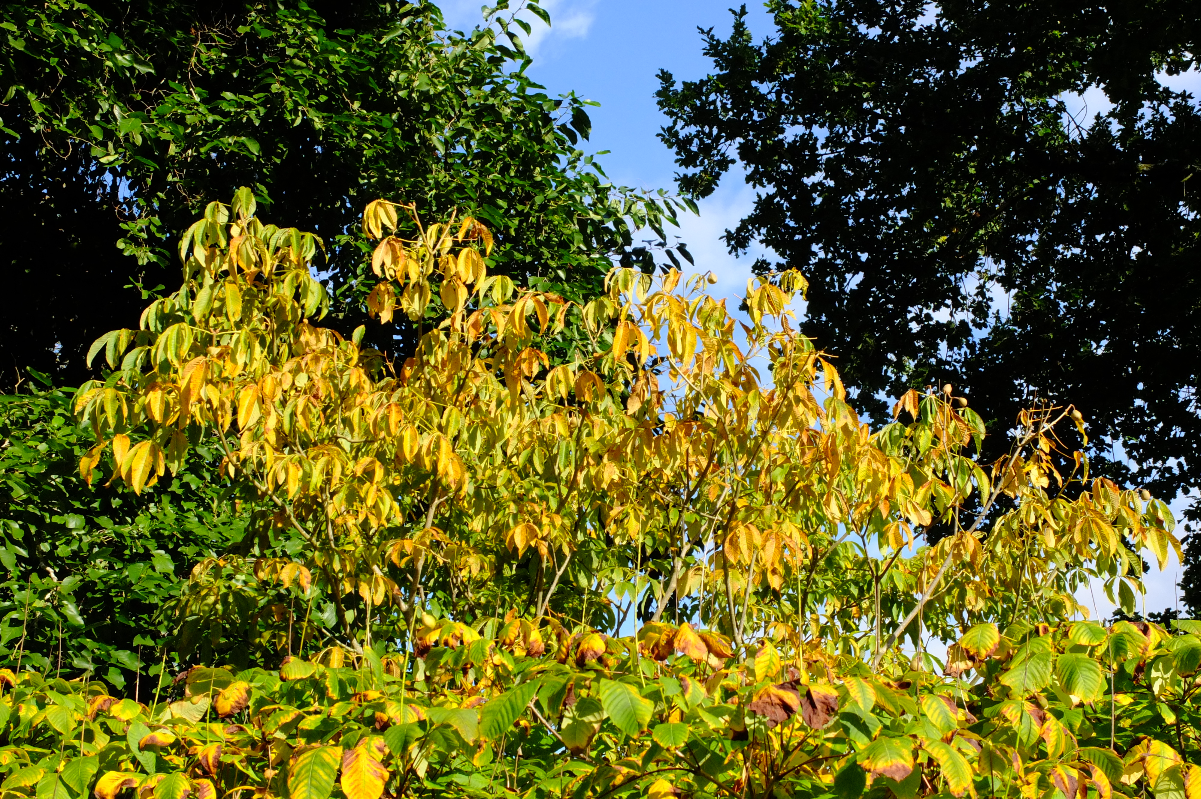 full-size image