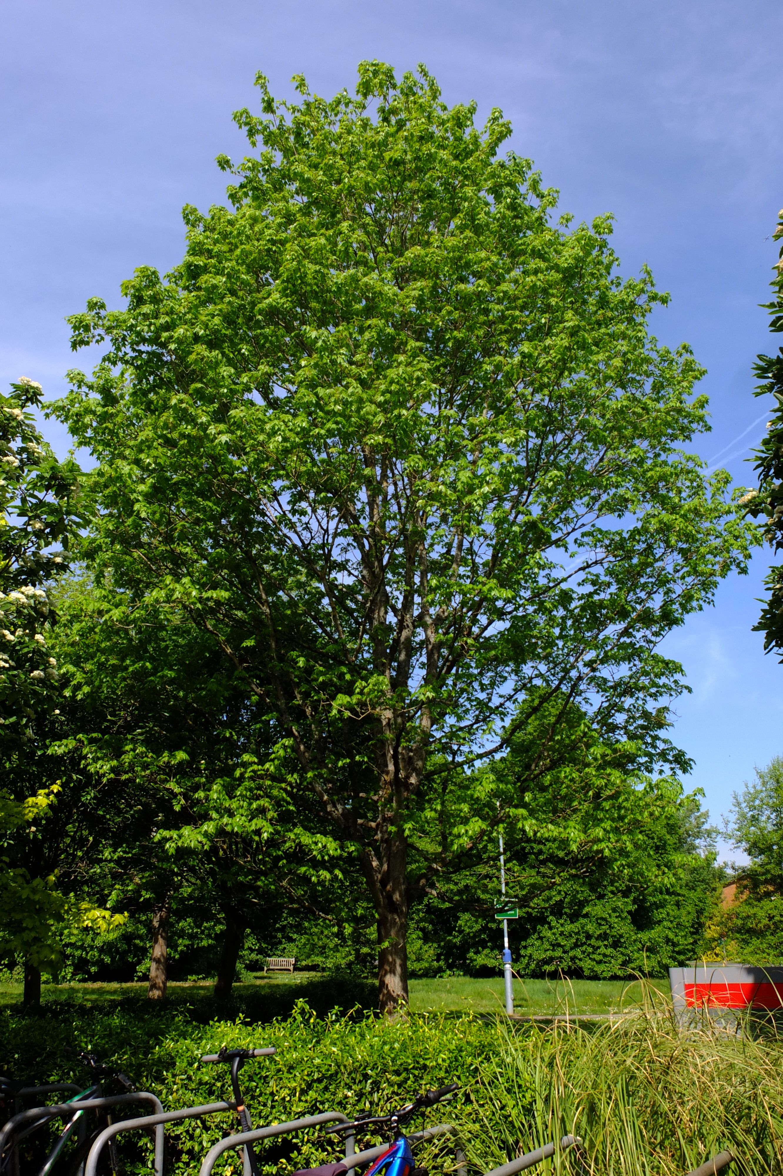 full-size image