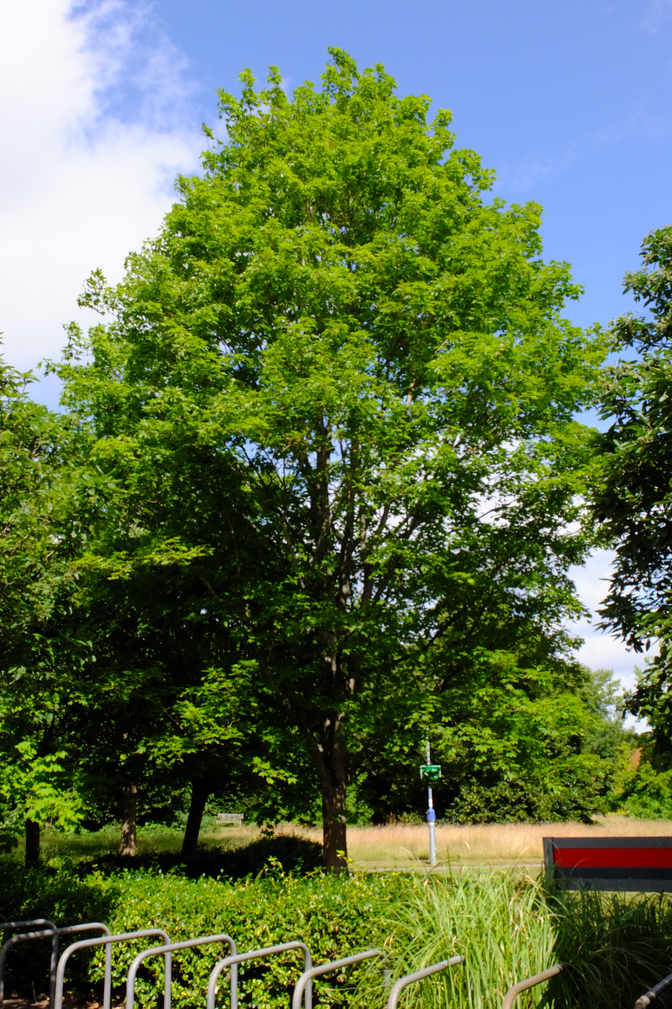full-size image