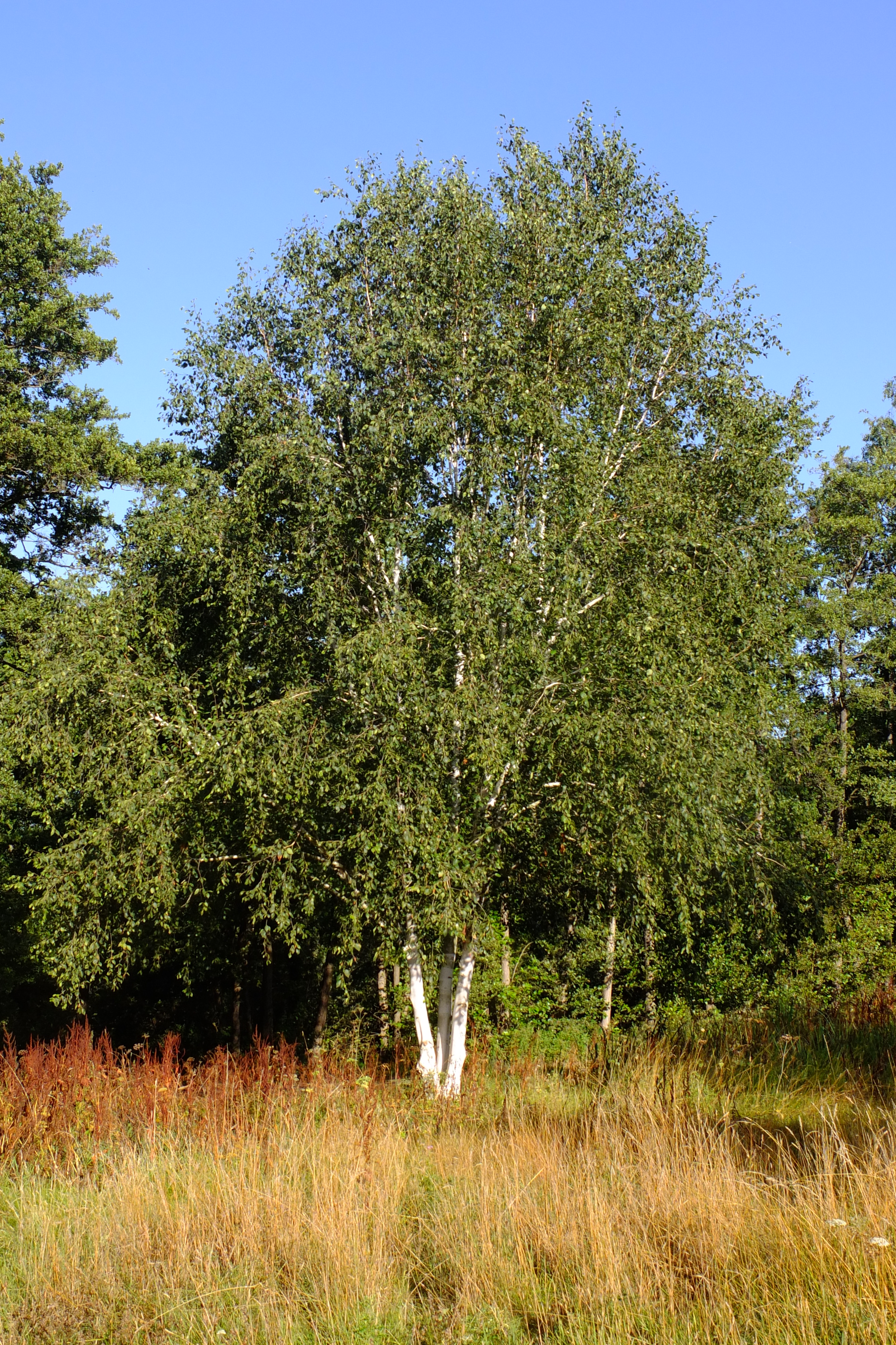 full-size image