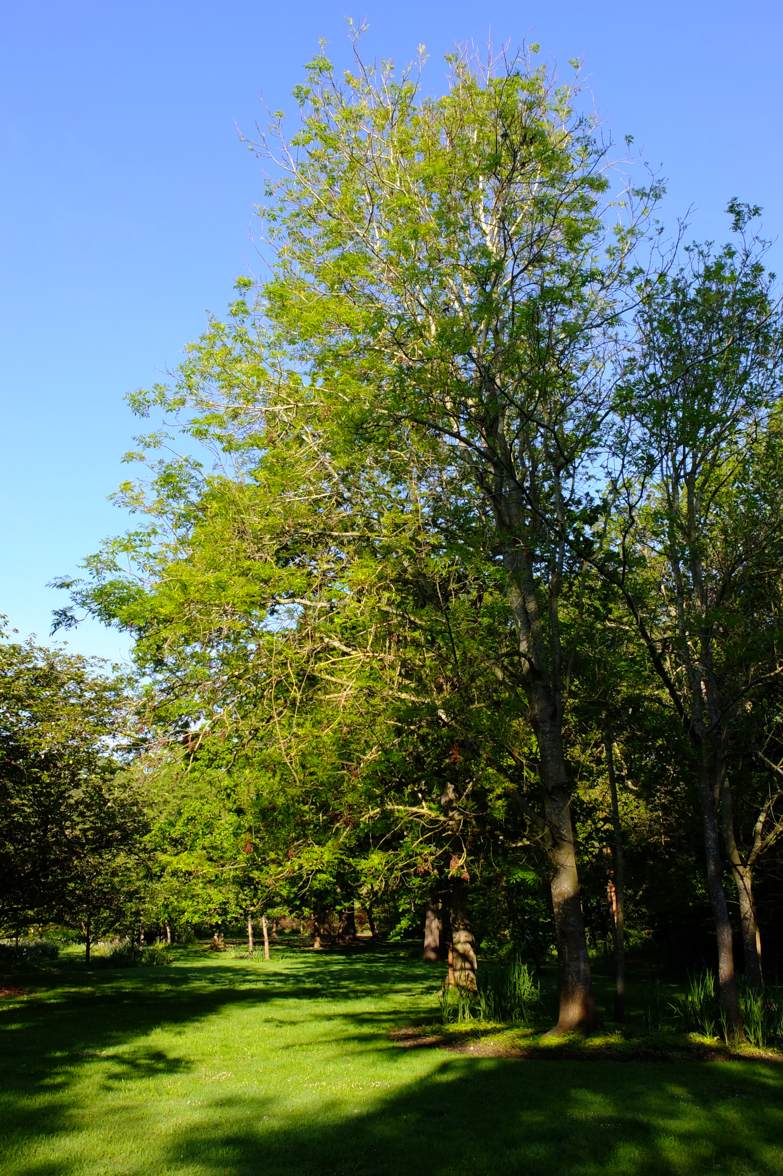full-size image