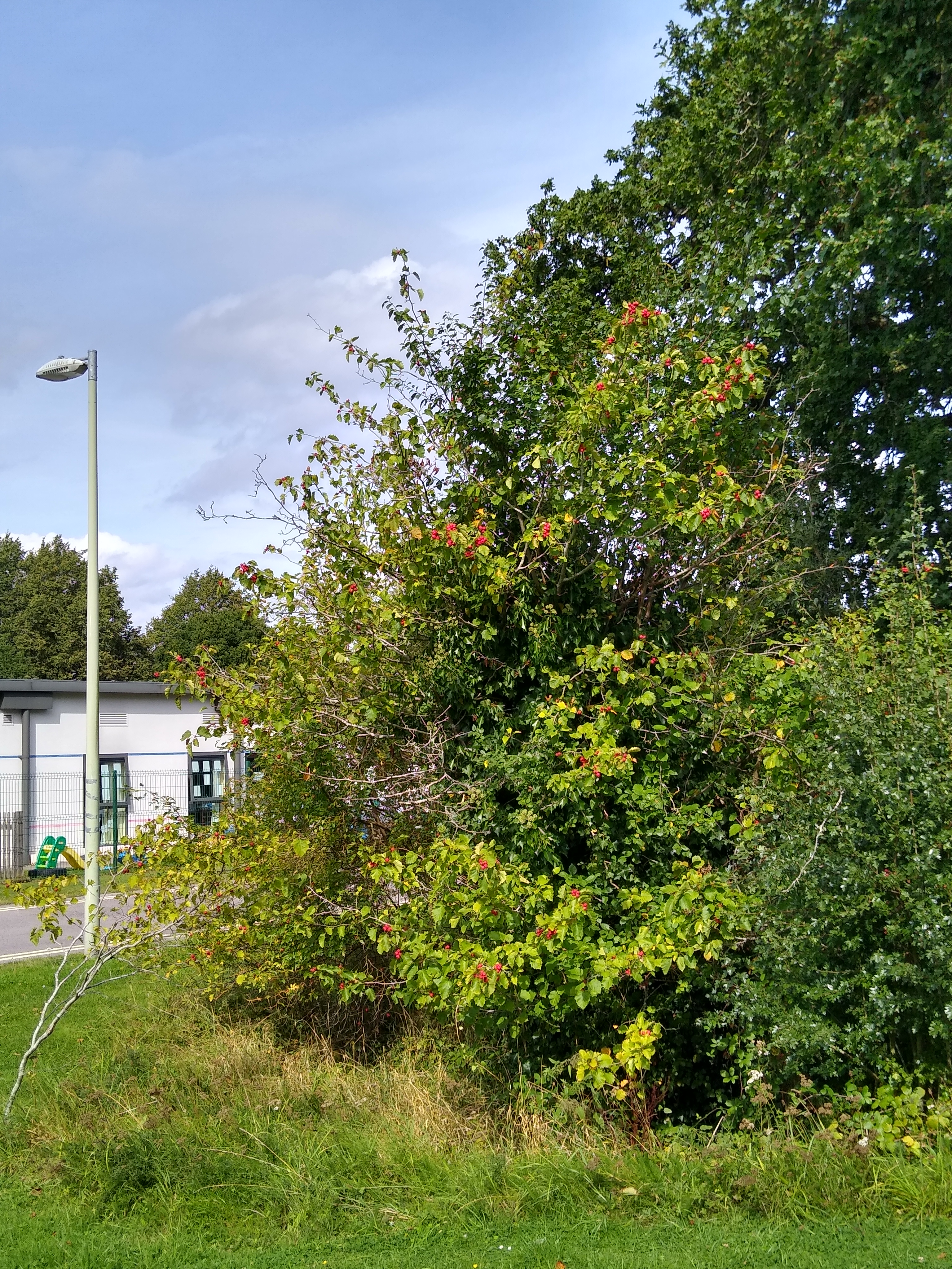 full-size image