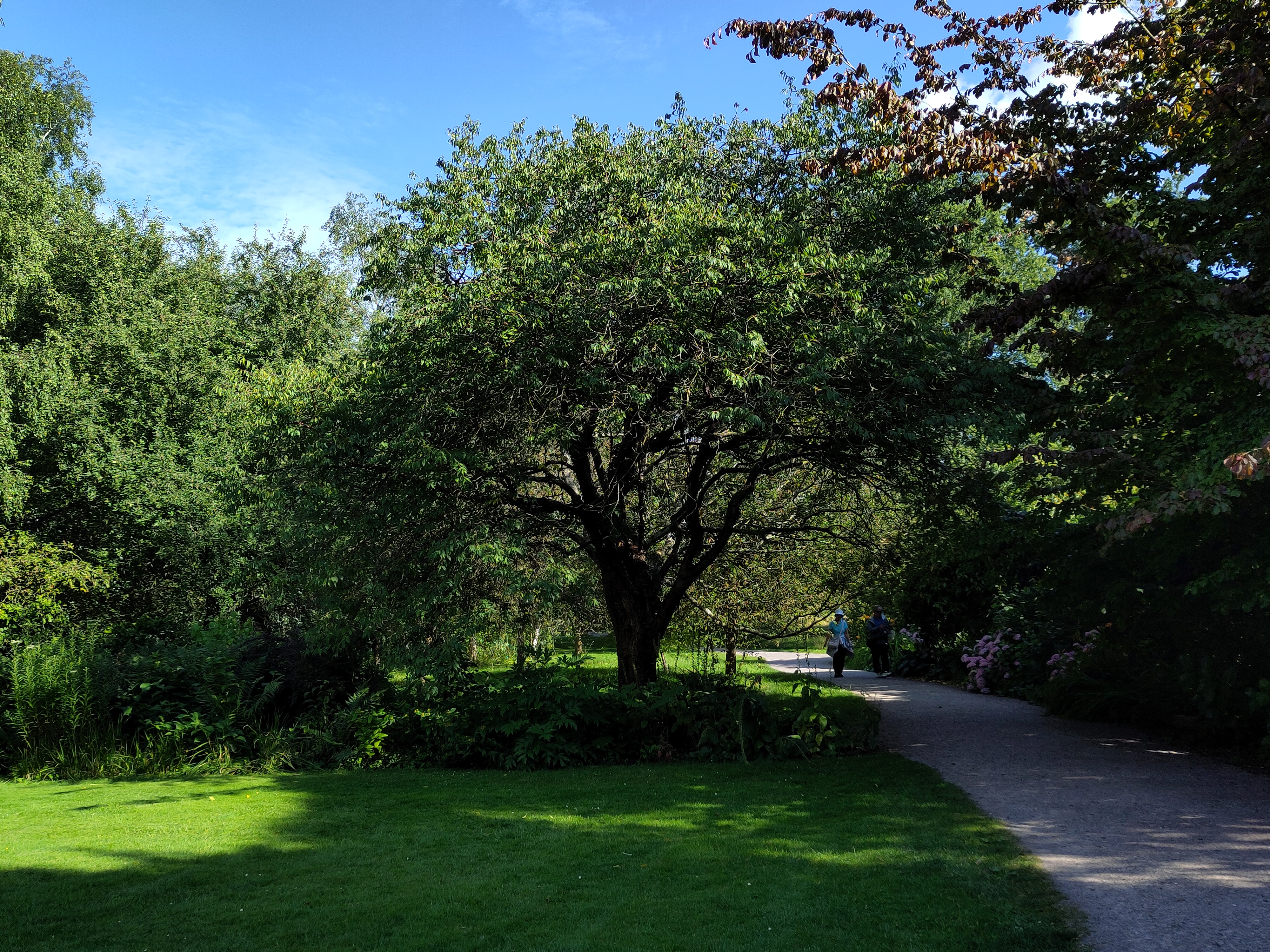 full-size image