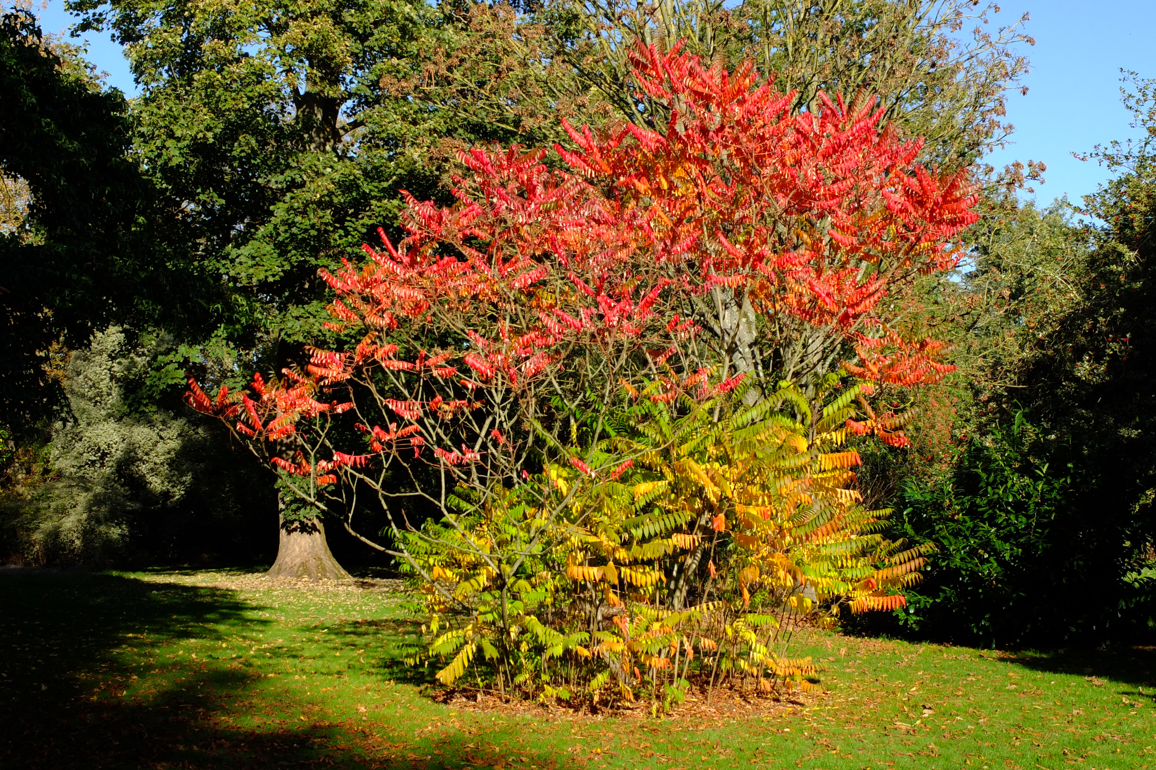 full-size image