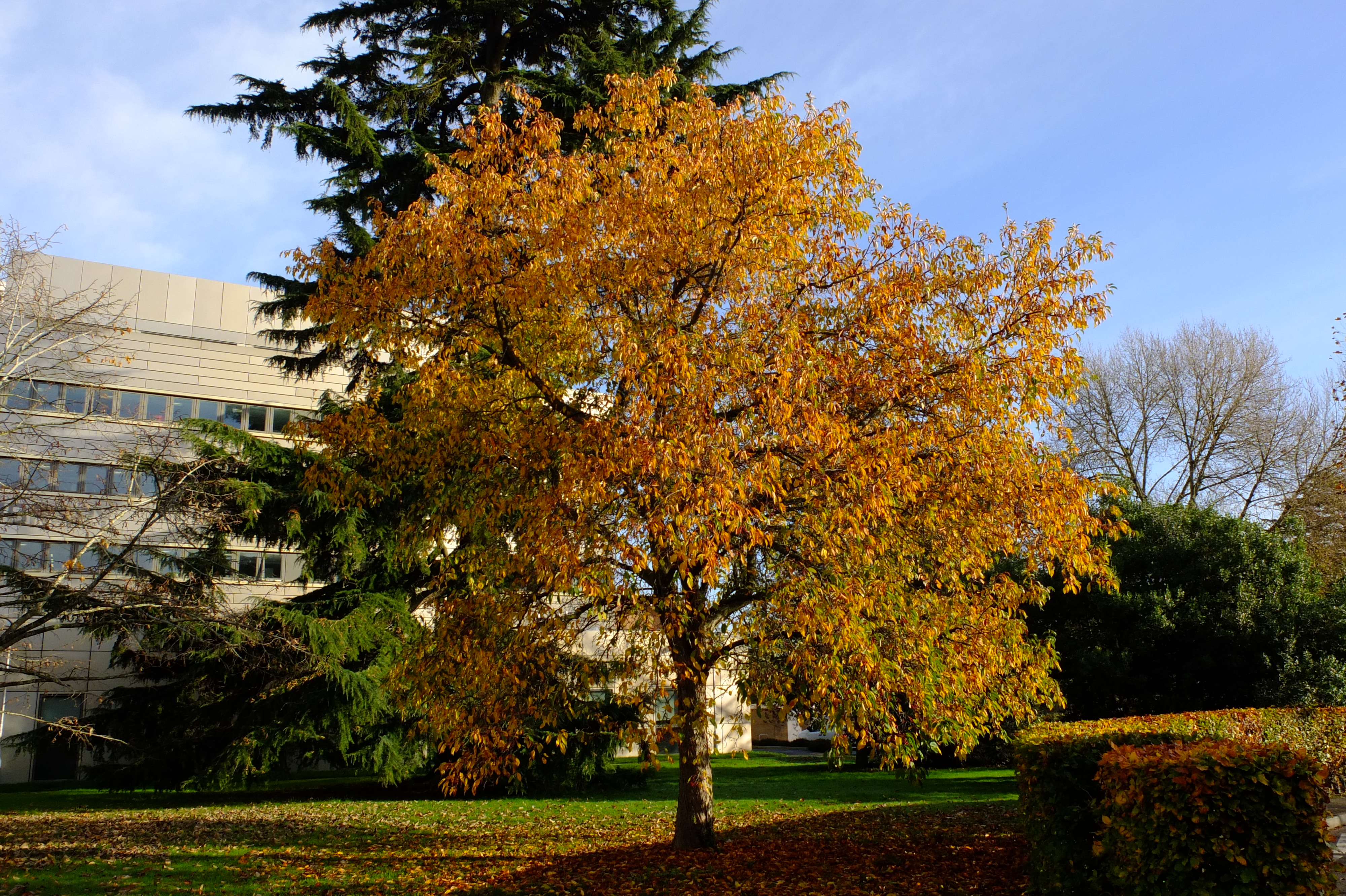 full-size image