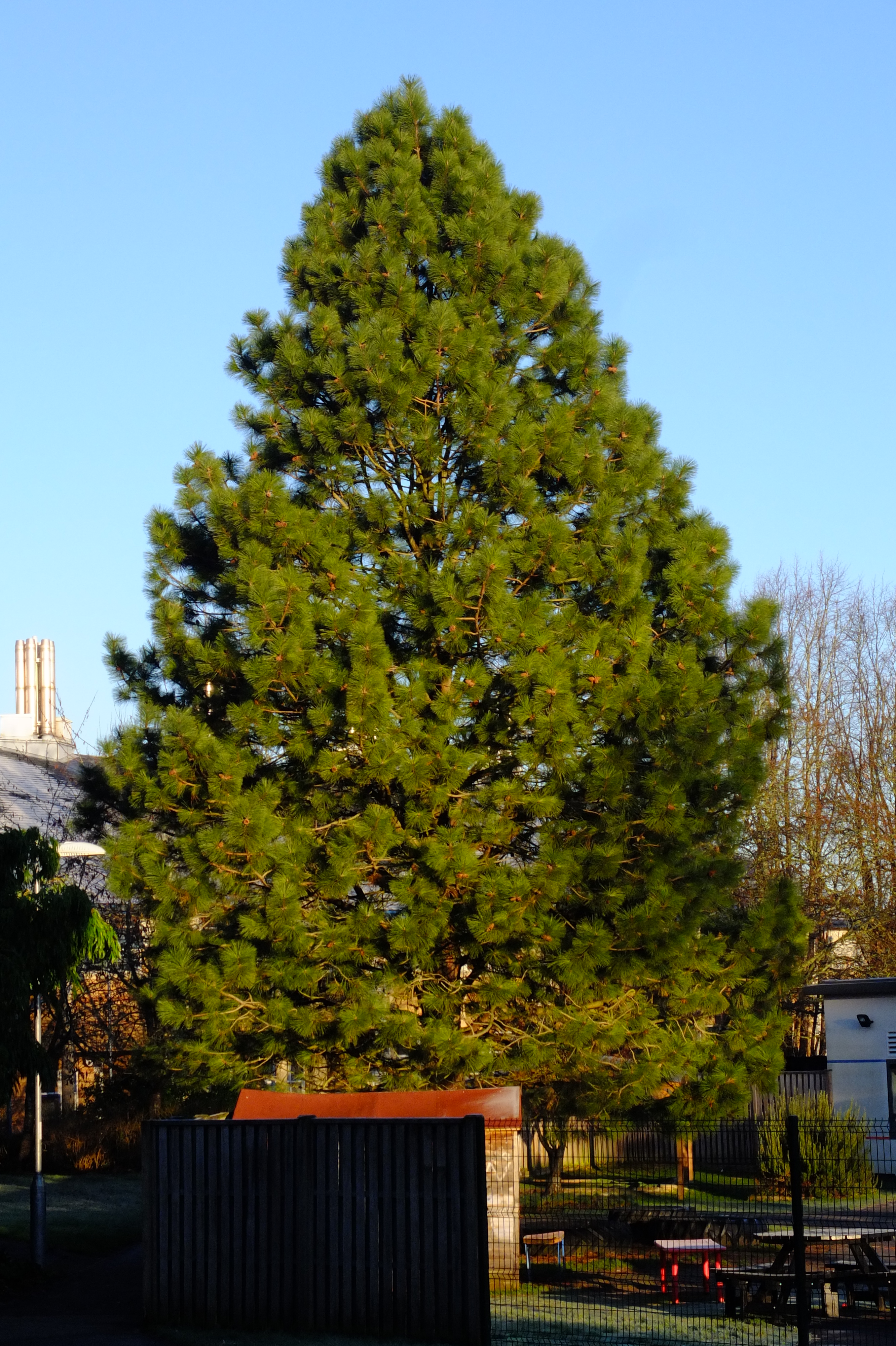 full-size image