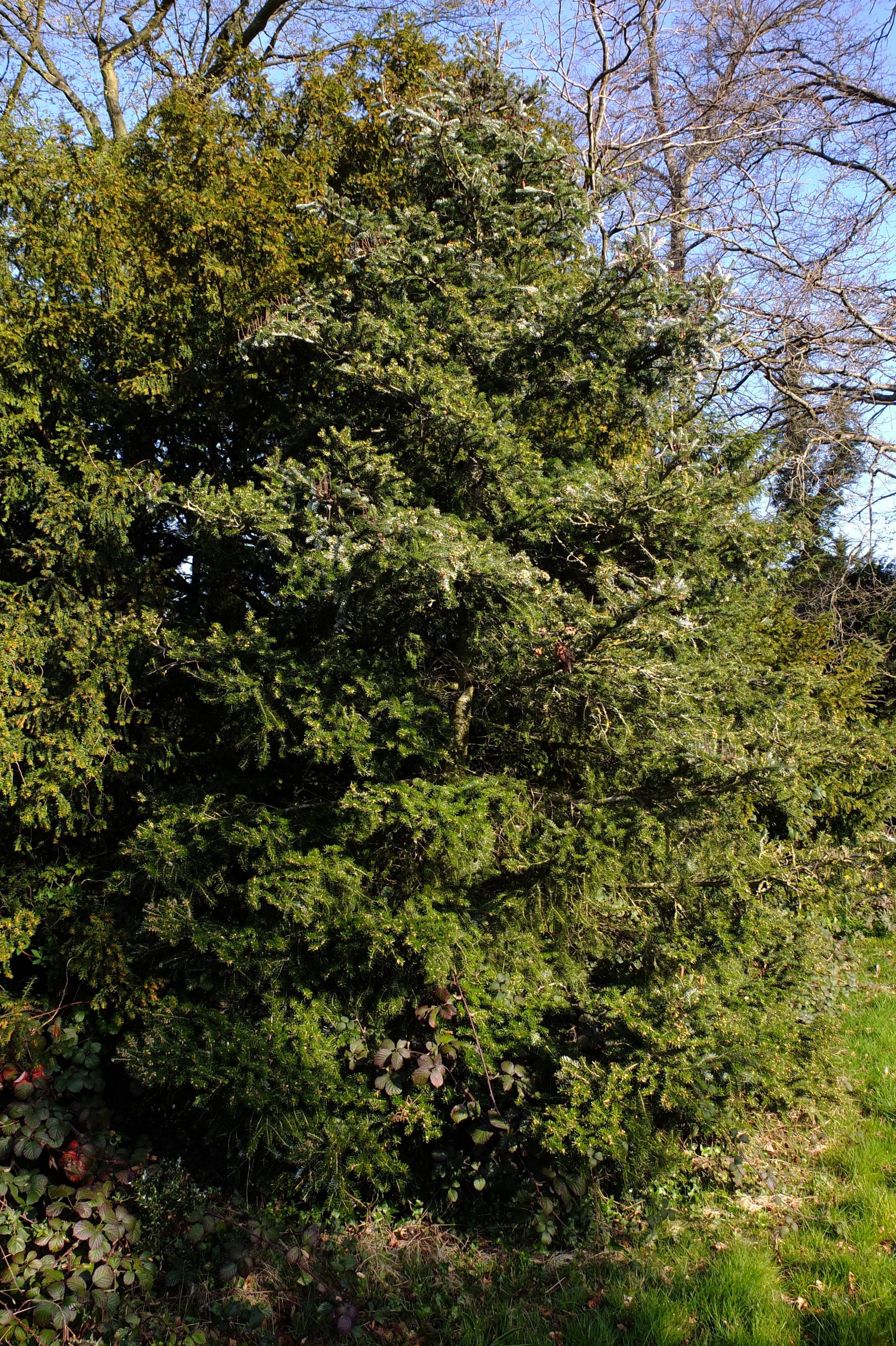 full-size image