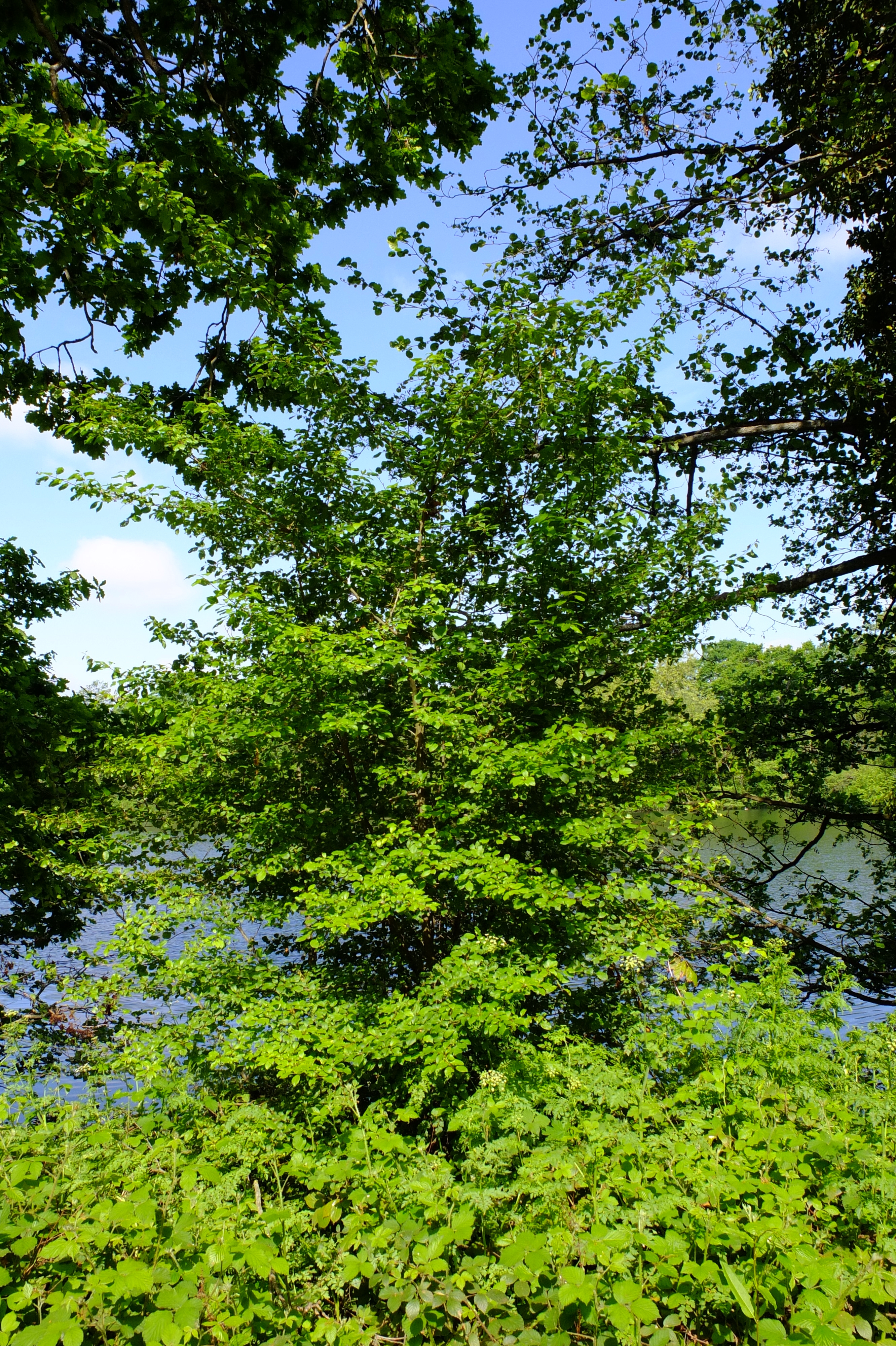 full-size image