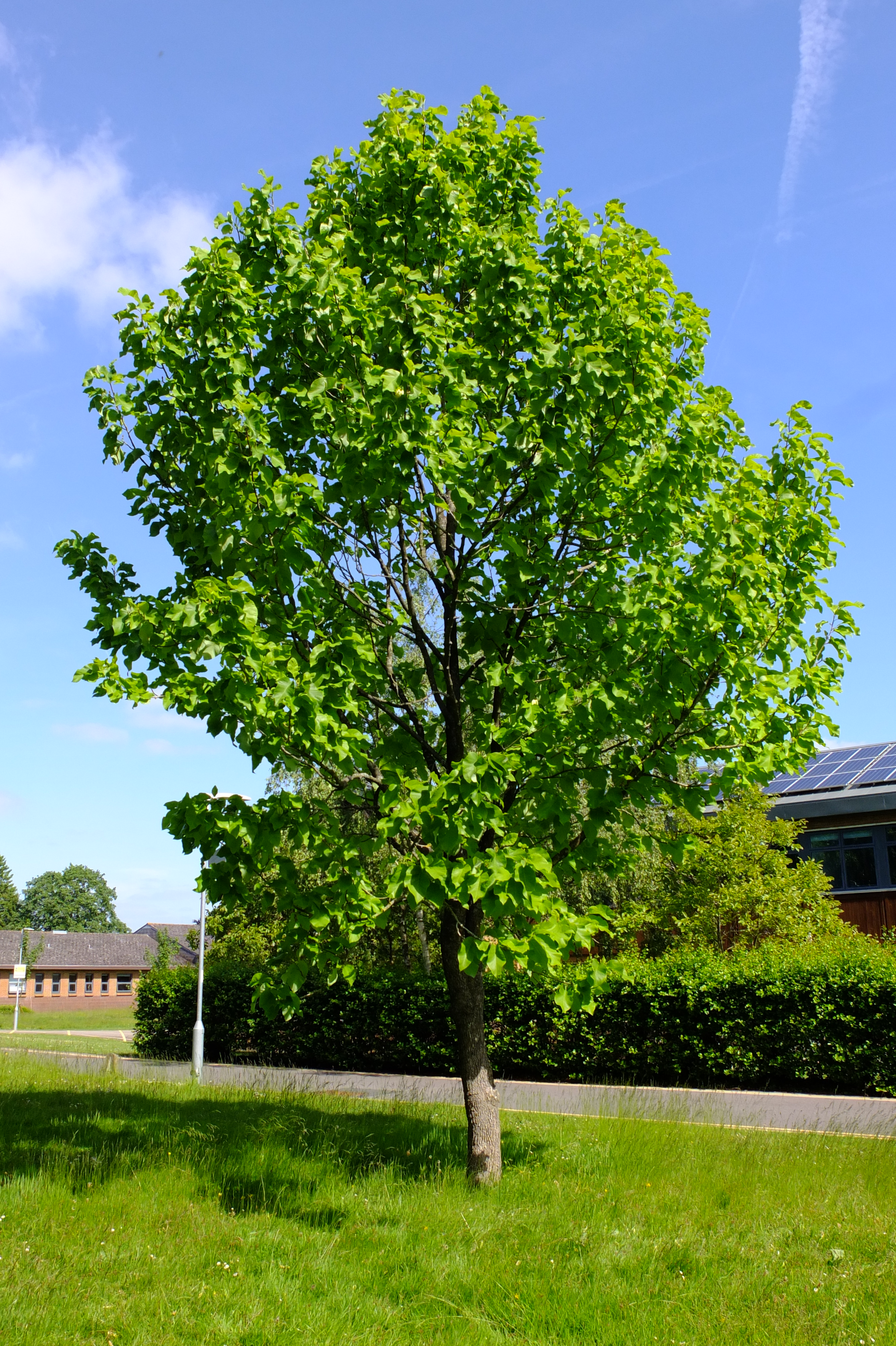 full-size image