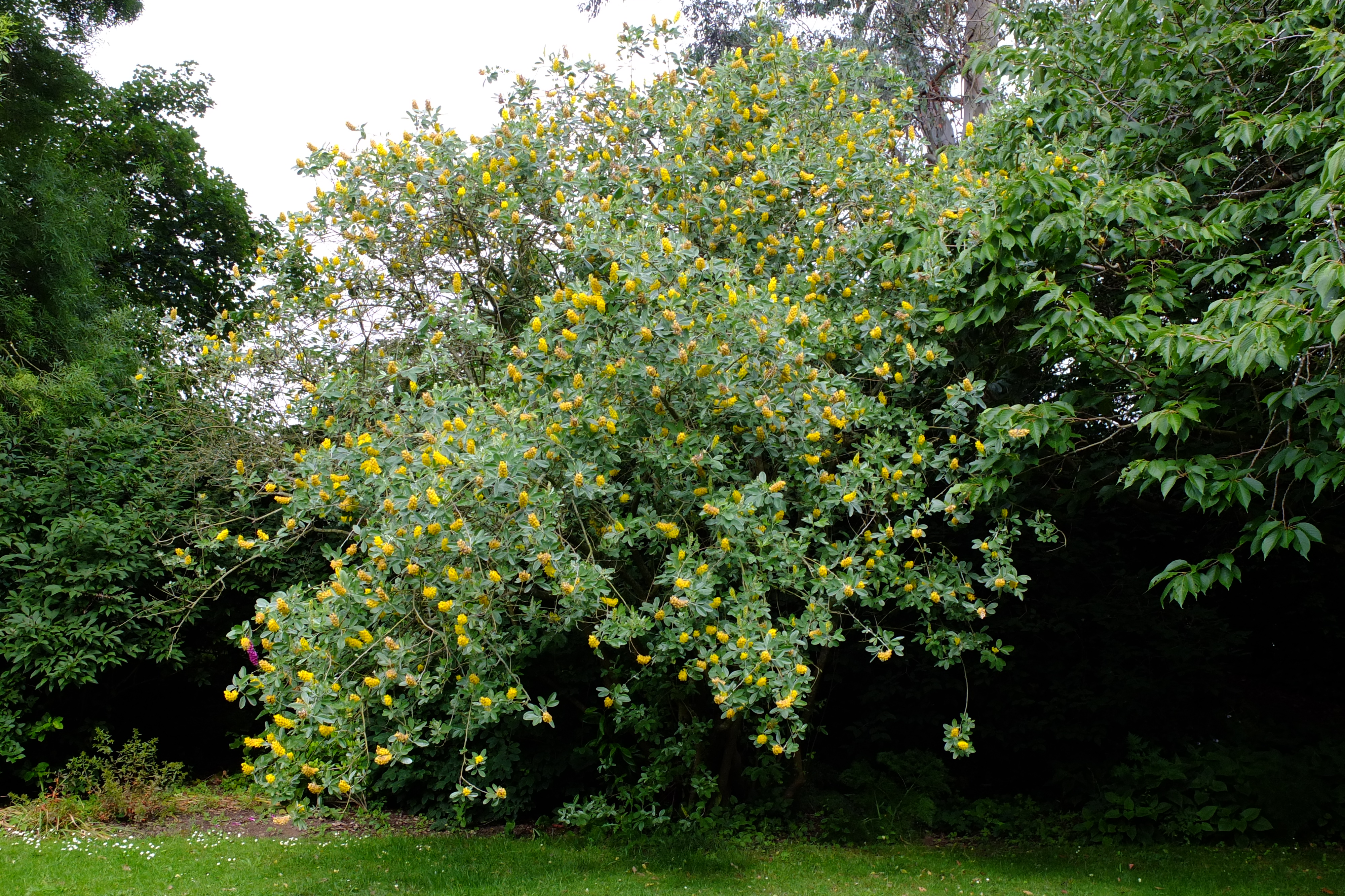 full-size image