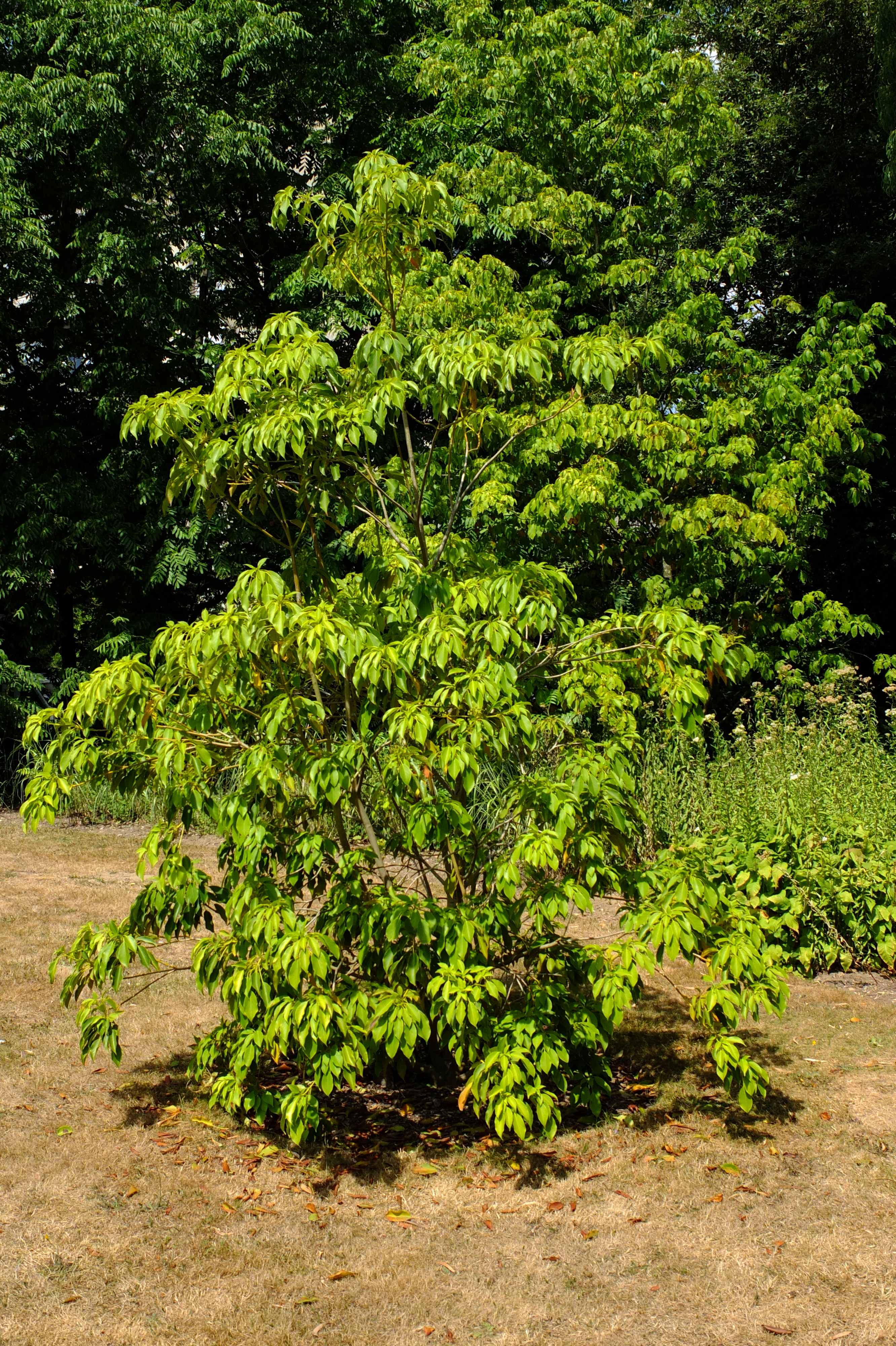 full-size image