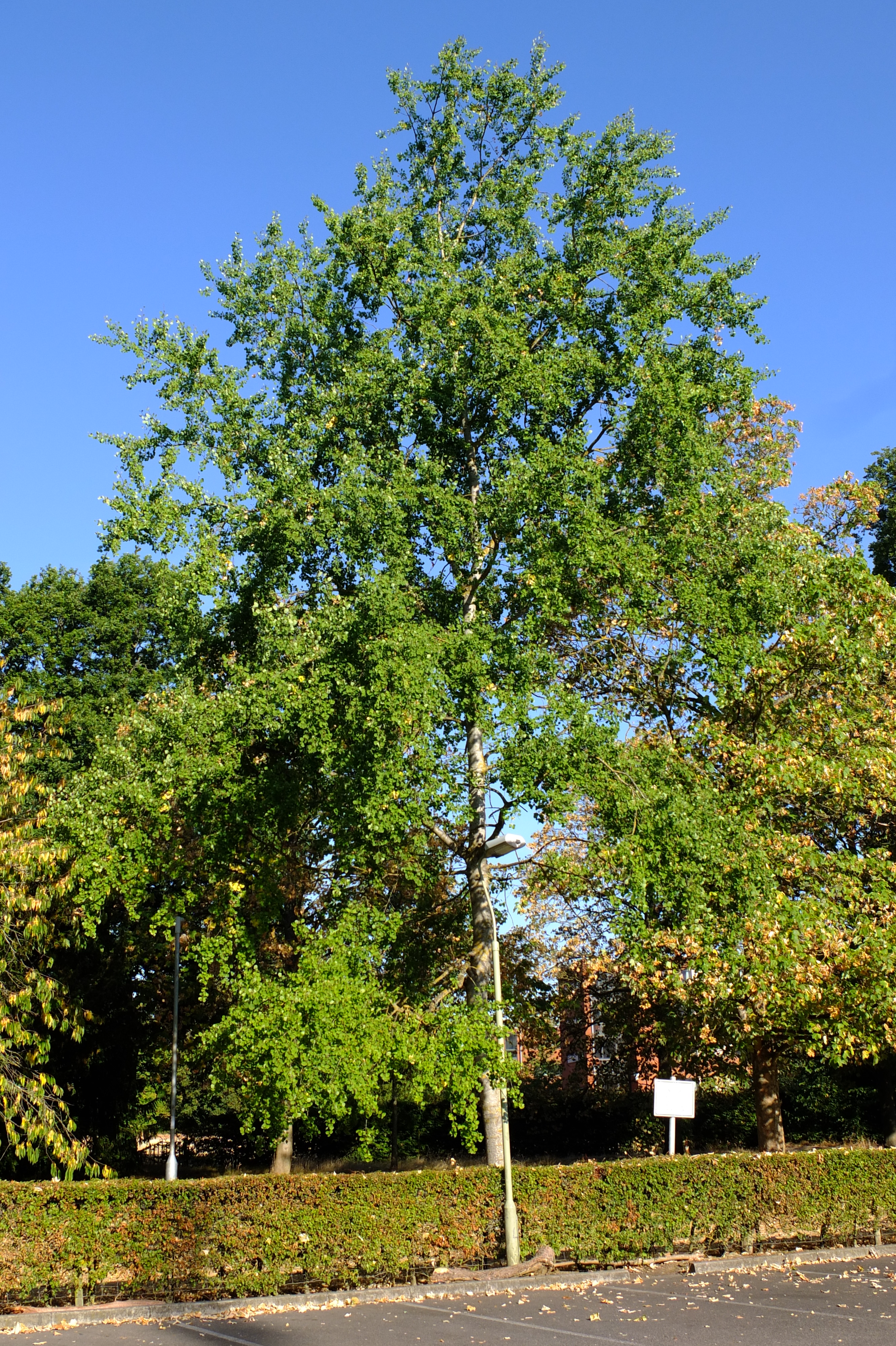 full-size image