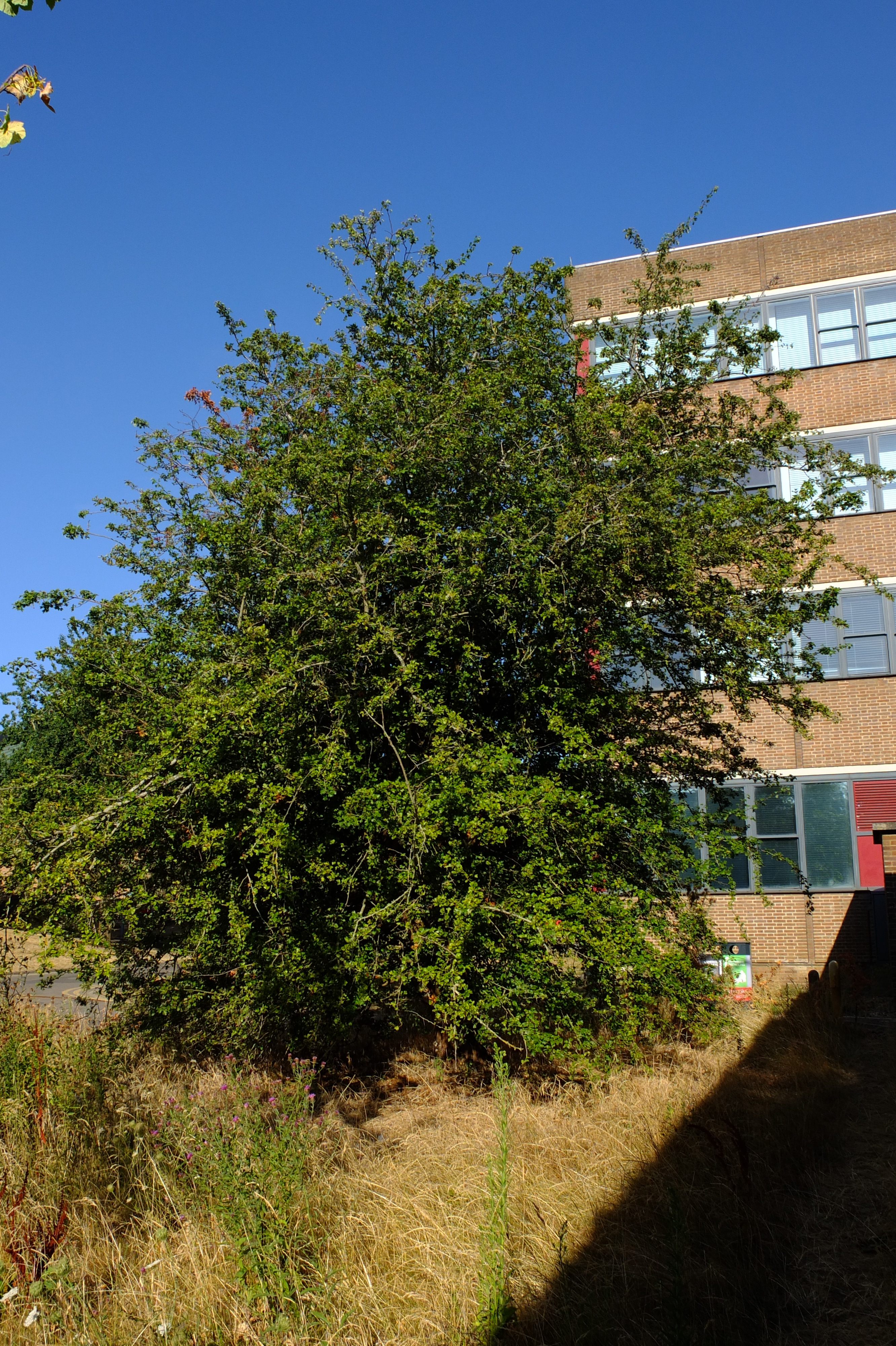 full-size image