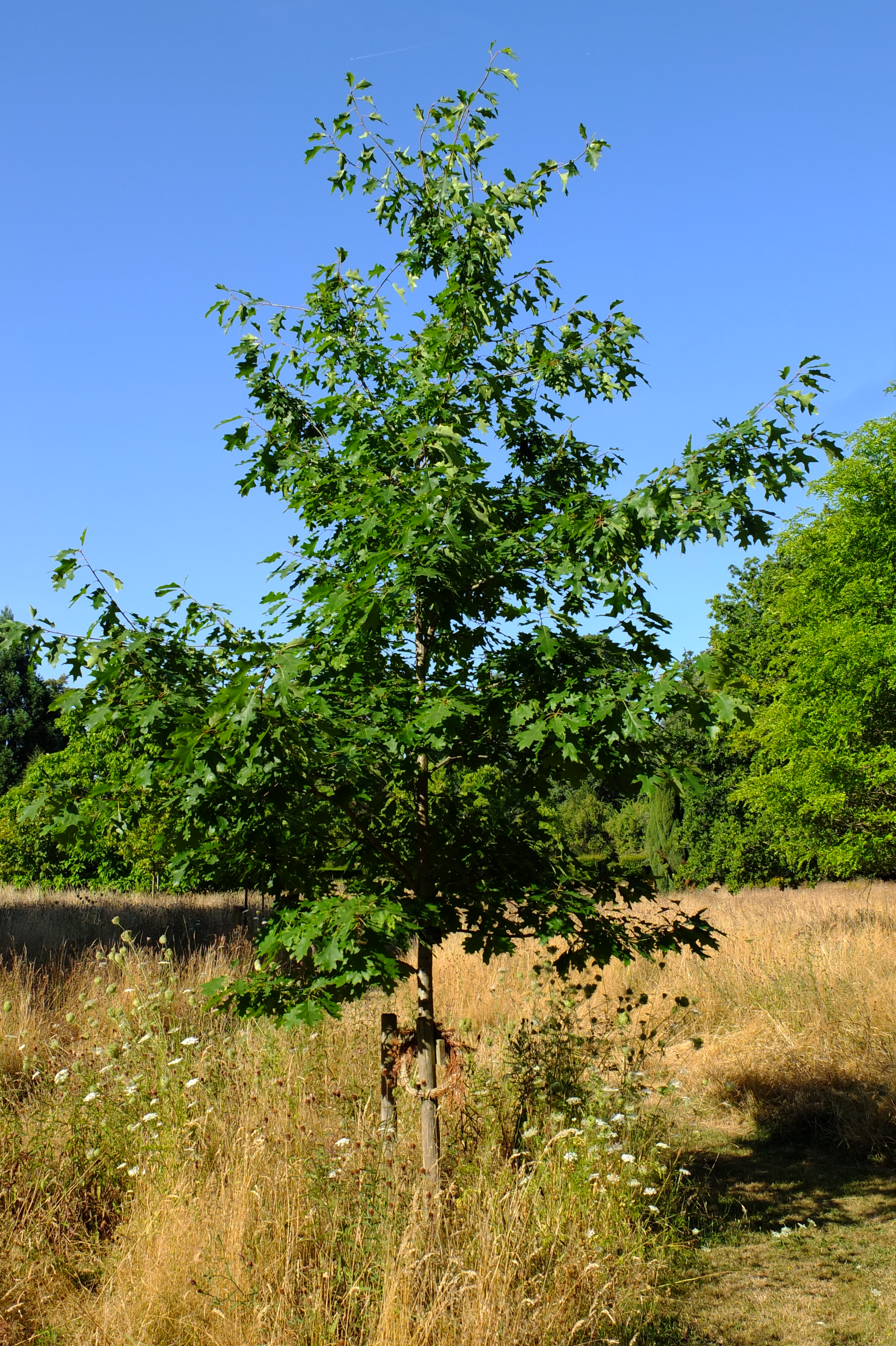 full-size image