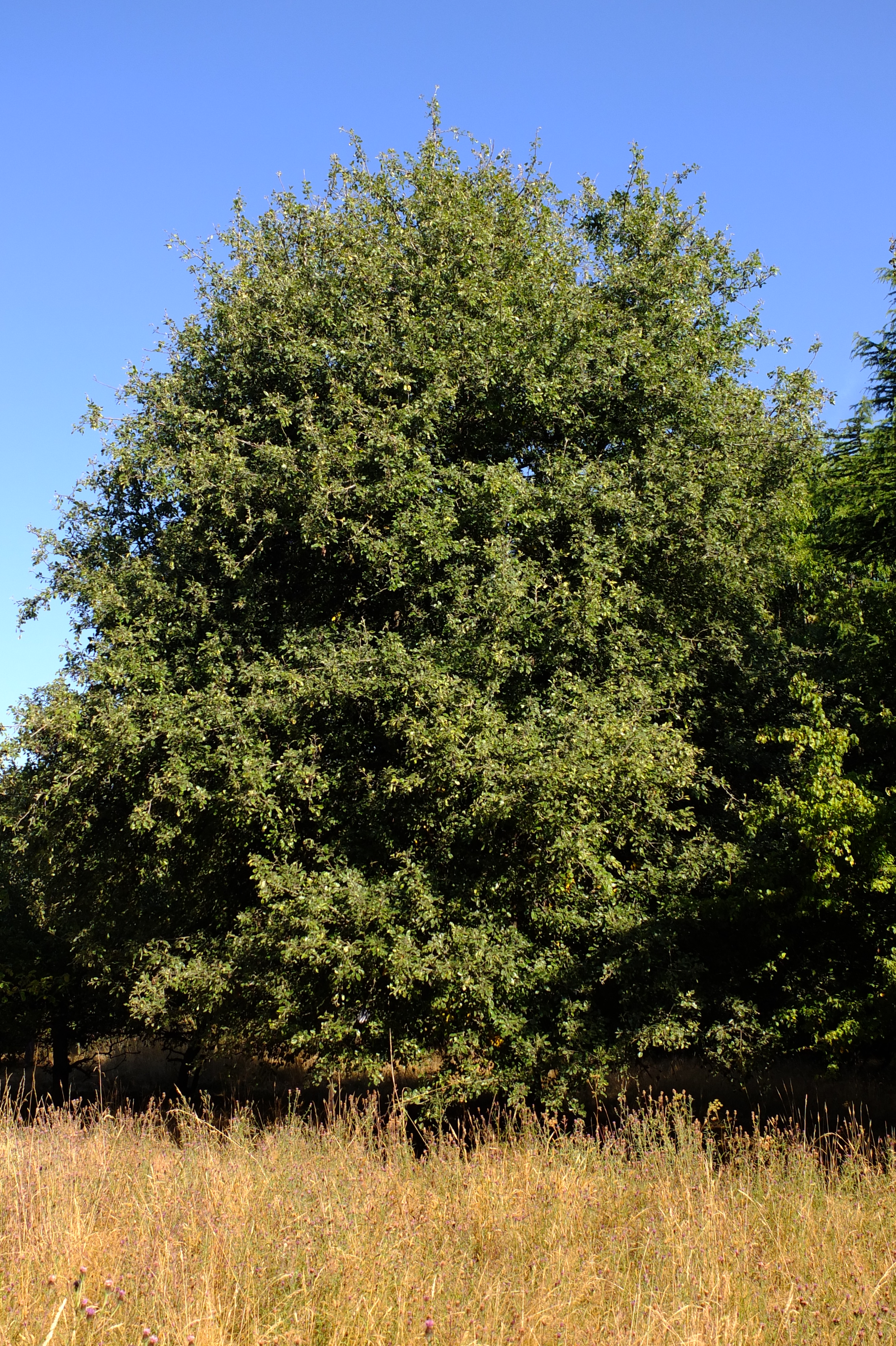 full-size image