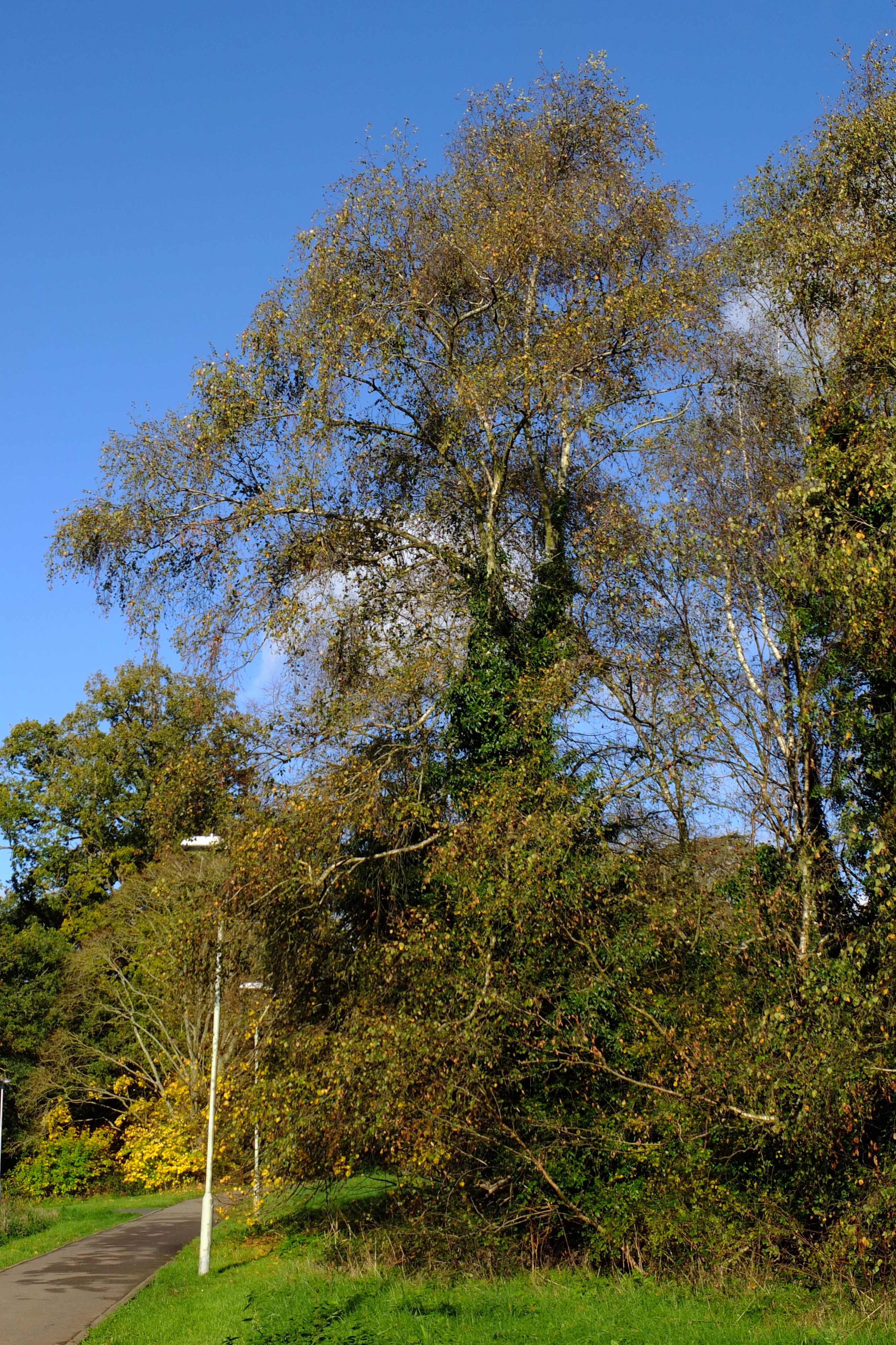 full-size image