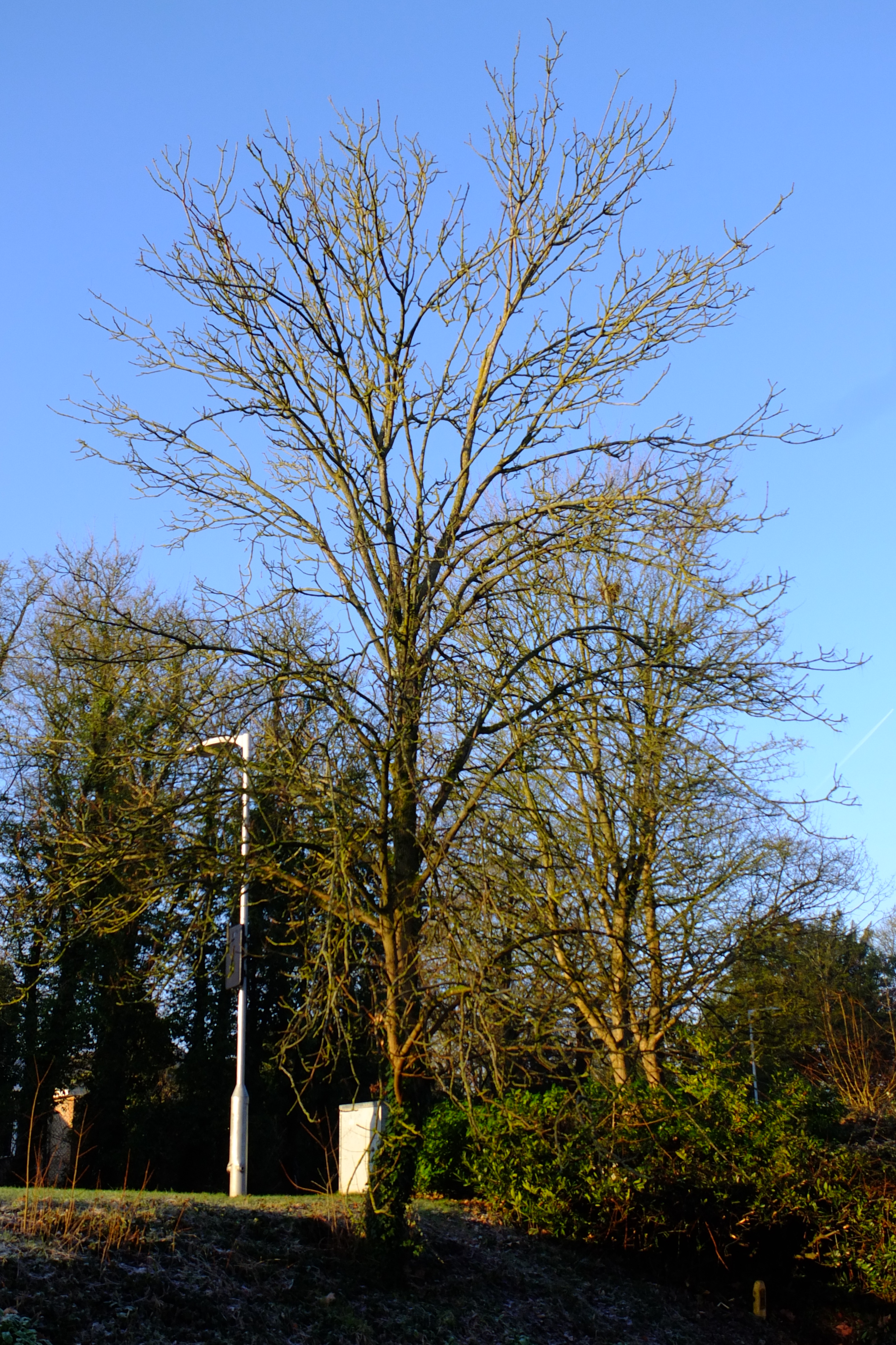 full-size image