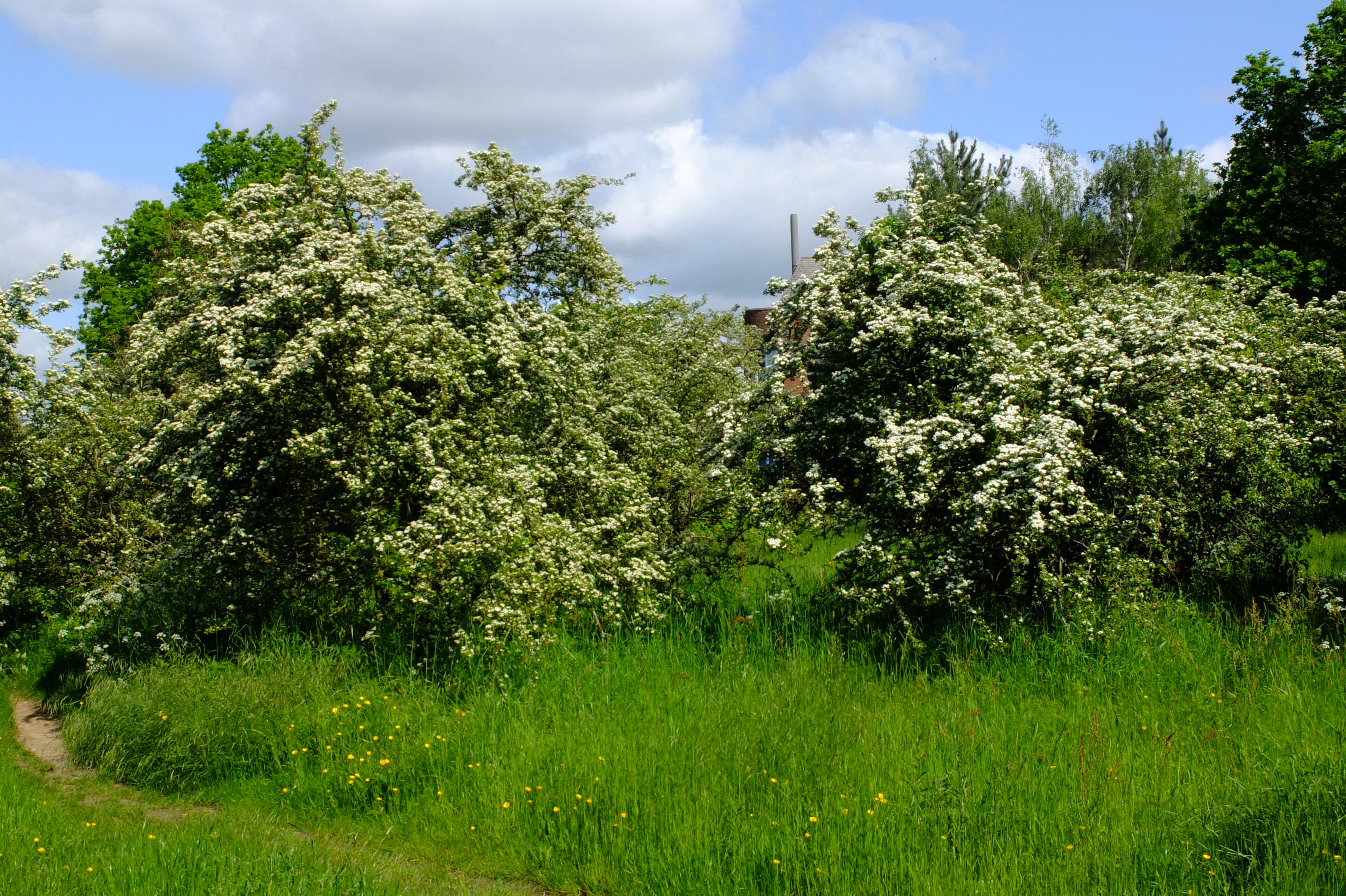 full-size image