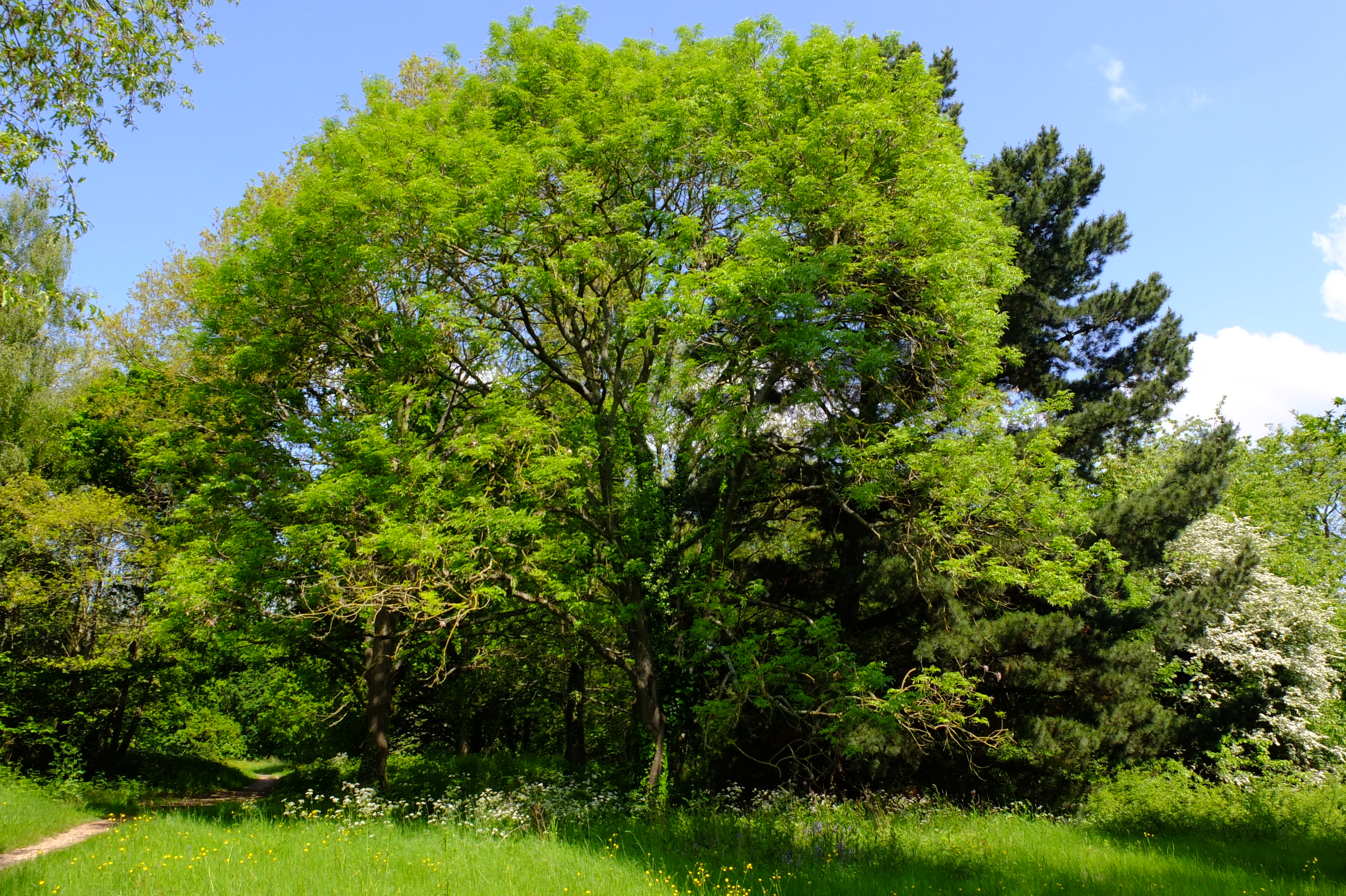 full-size image