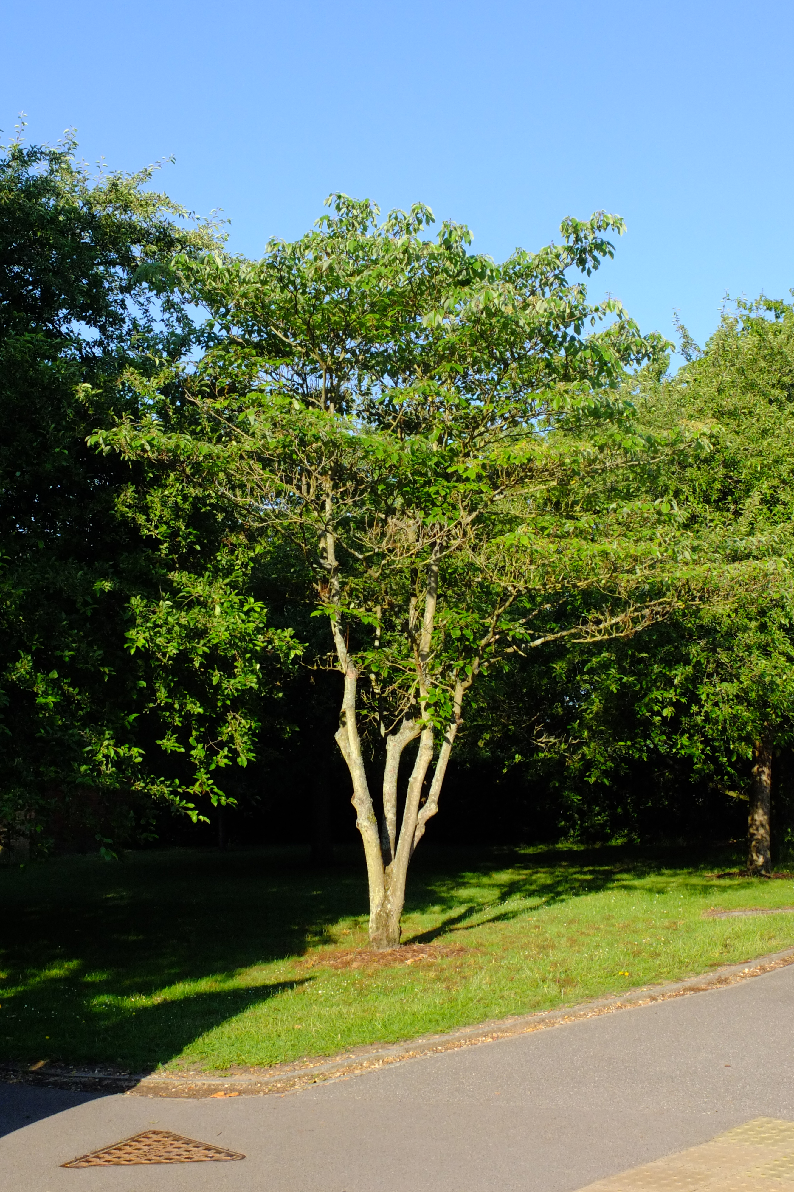 full-size image