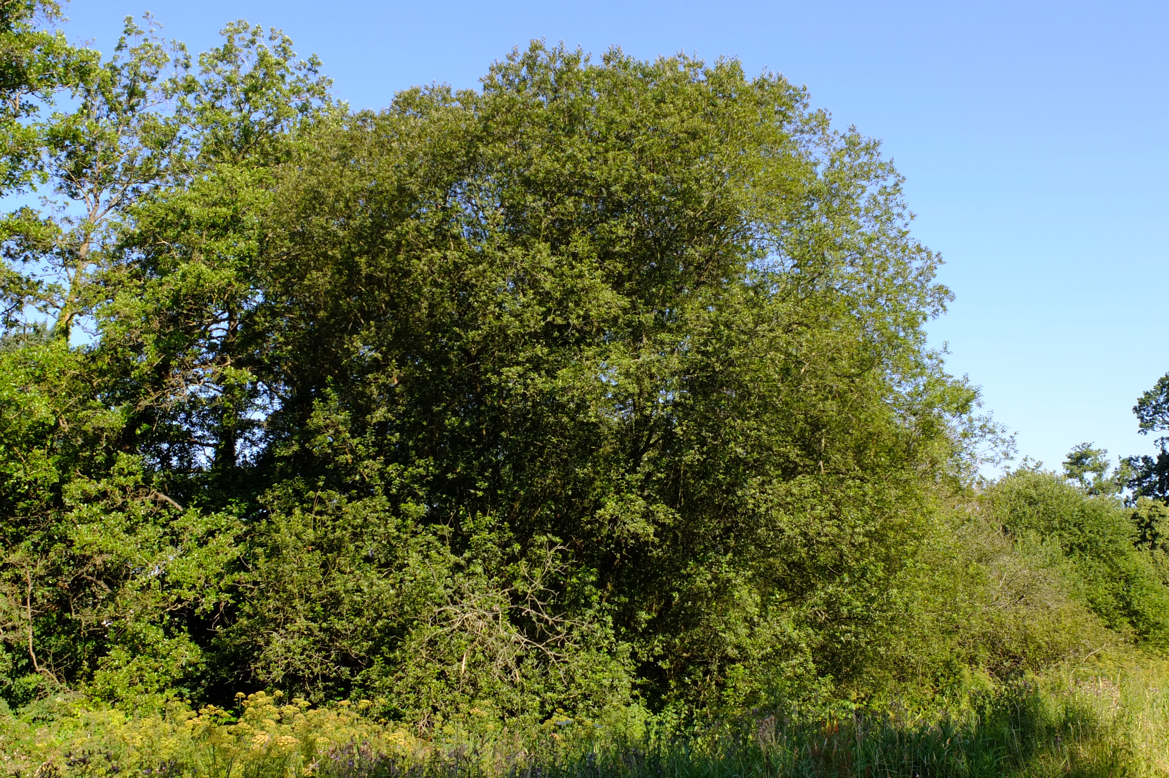 full-size image