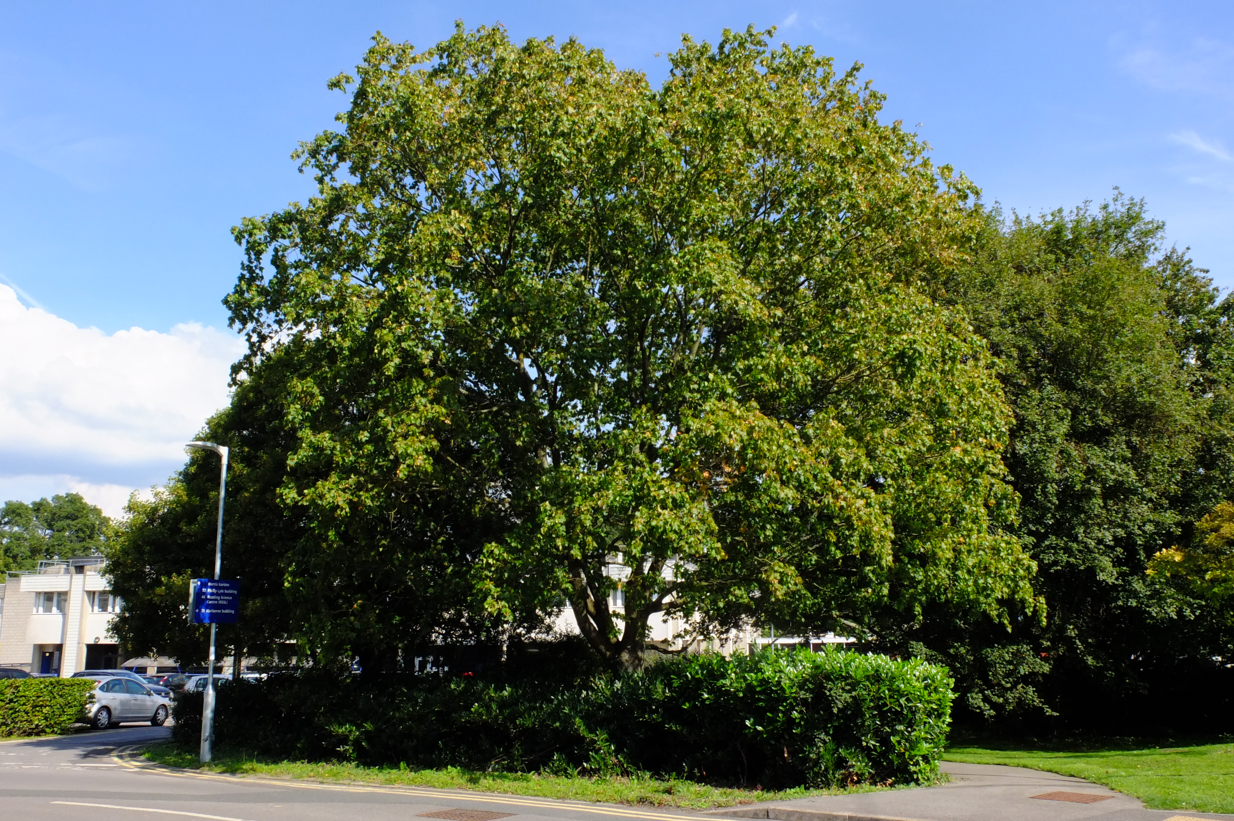 full-size image