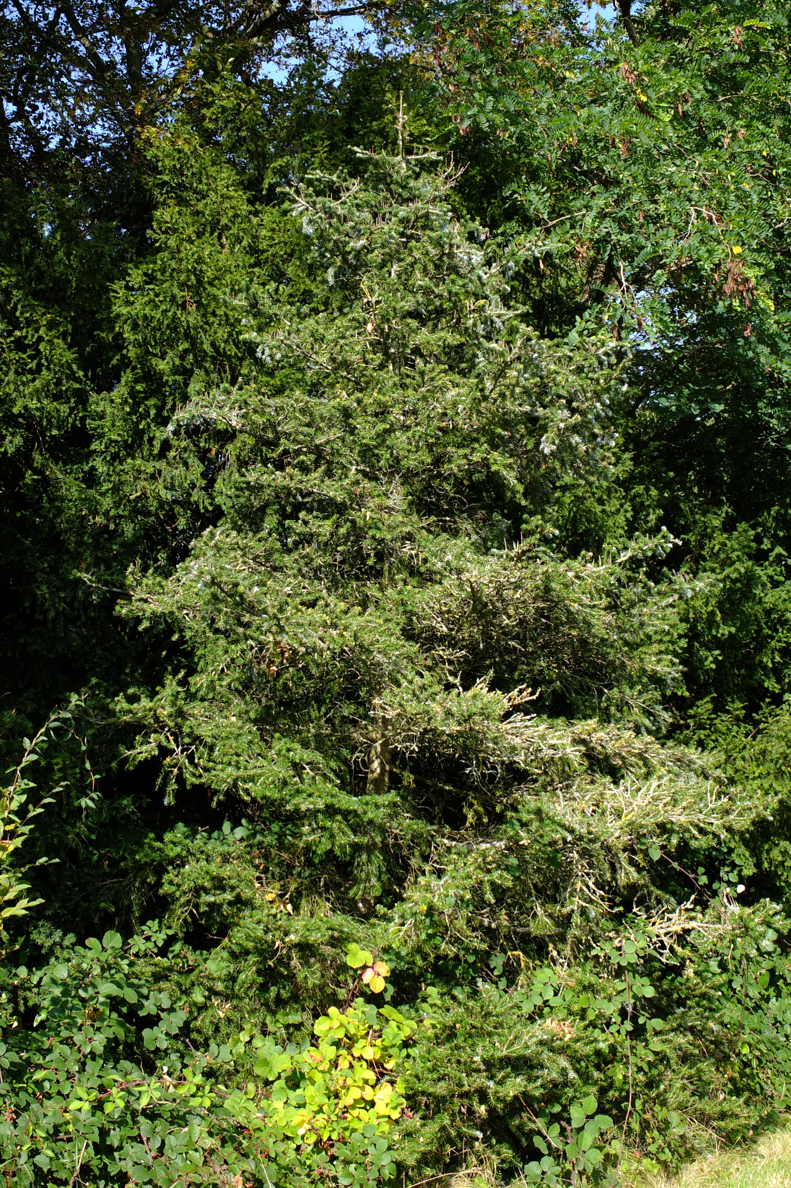 full-size image