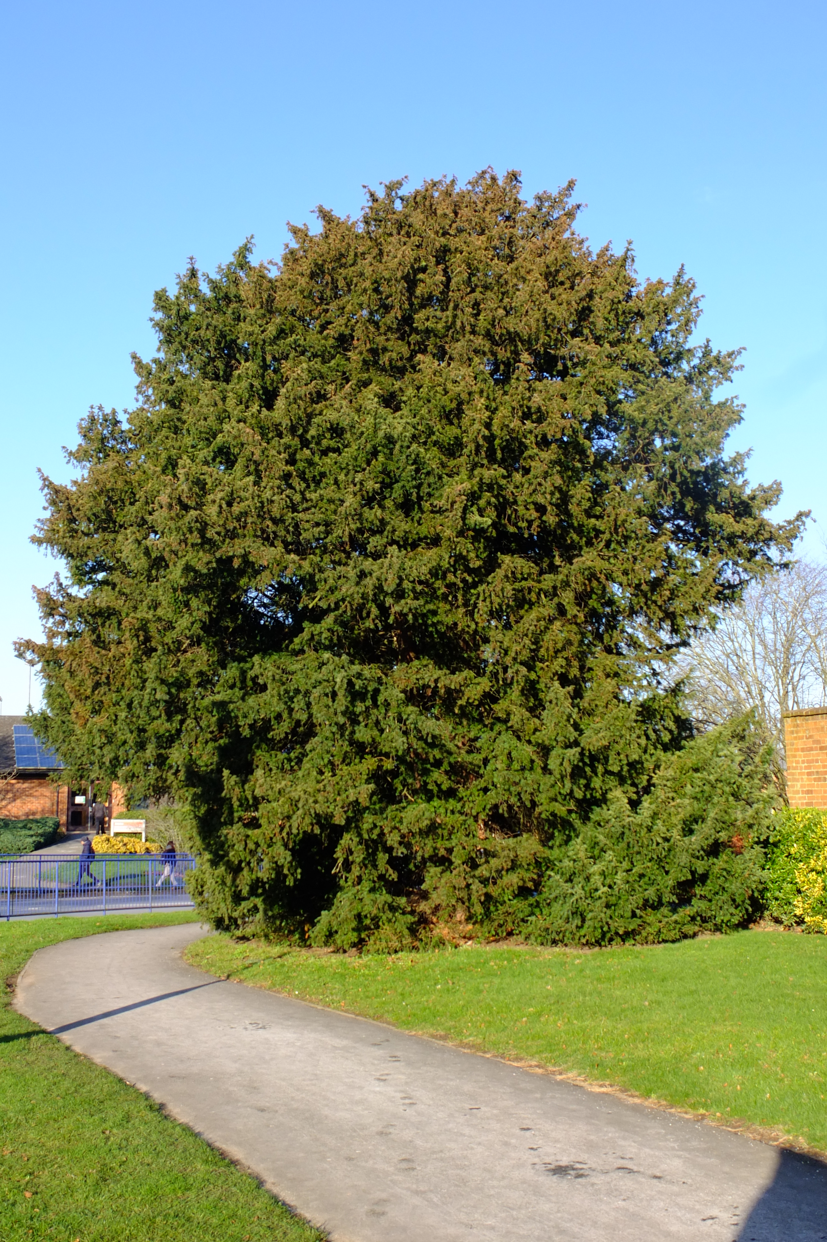 full-size image