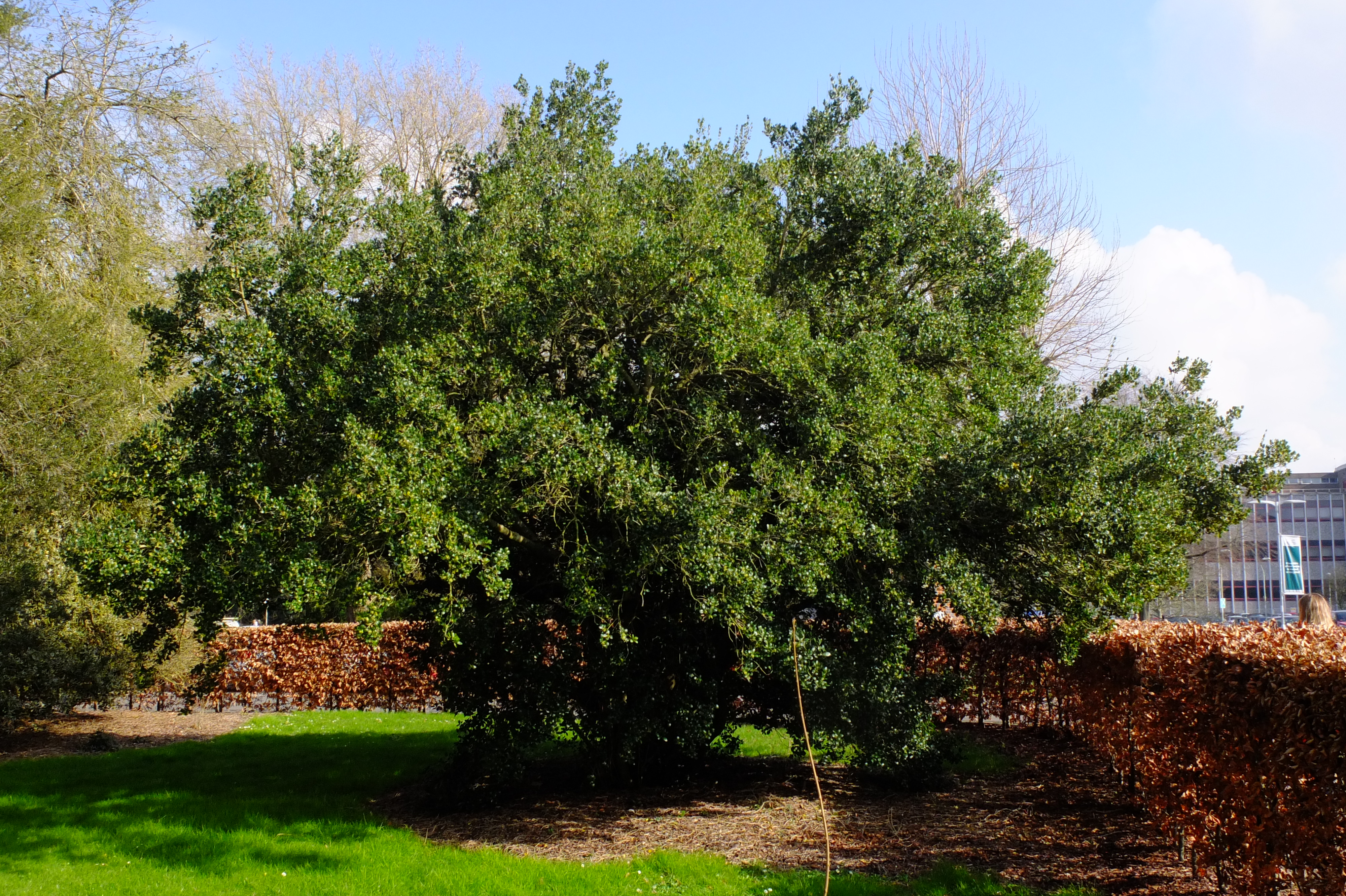 full-size image
