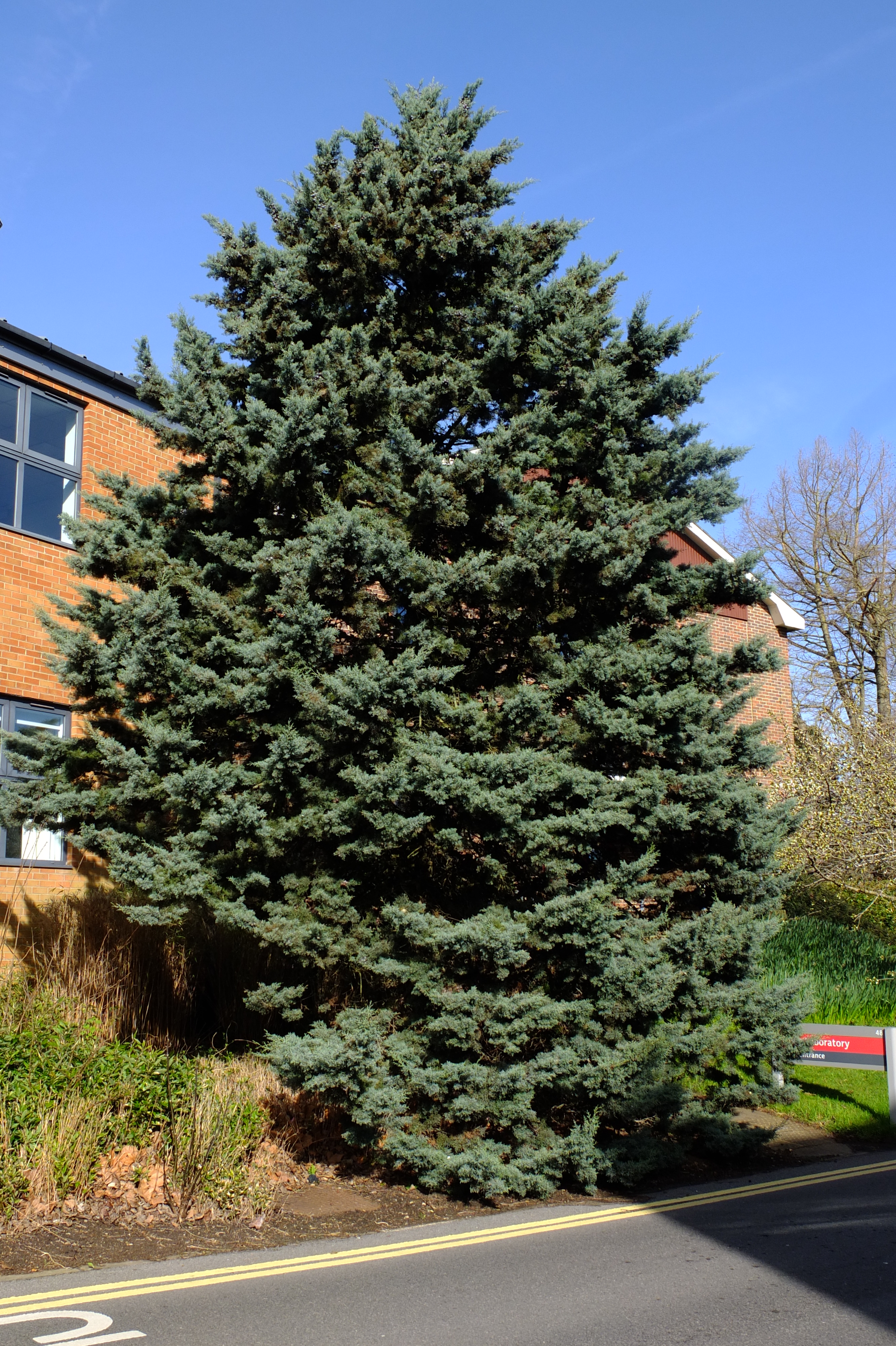 full-size image