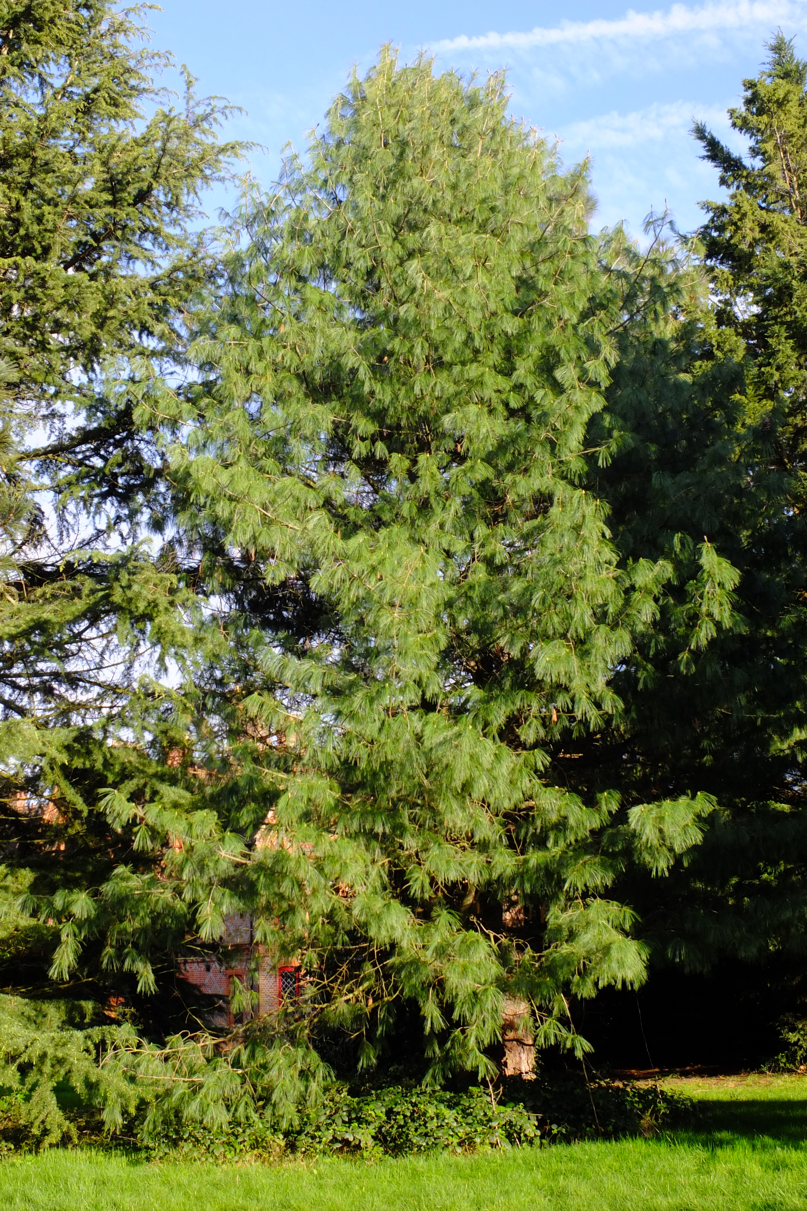 full-size image