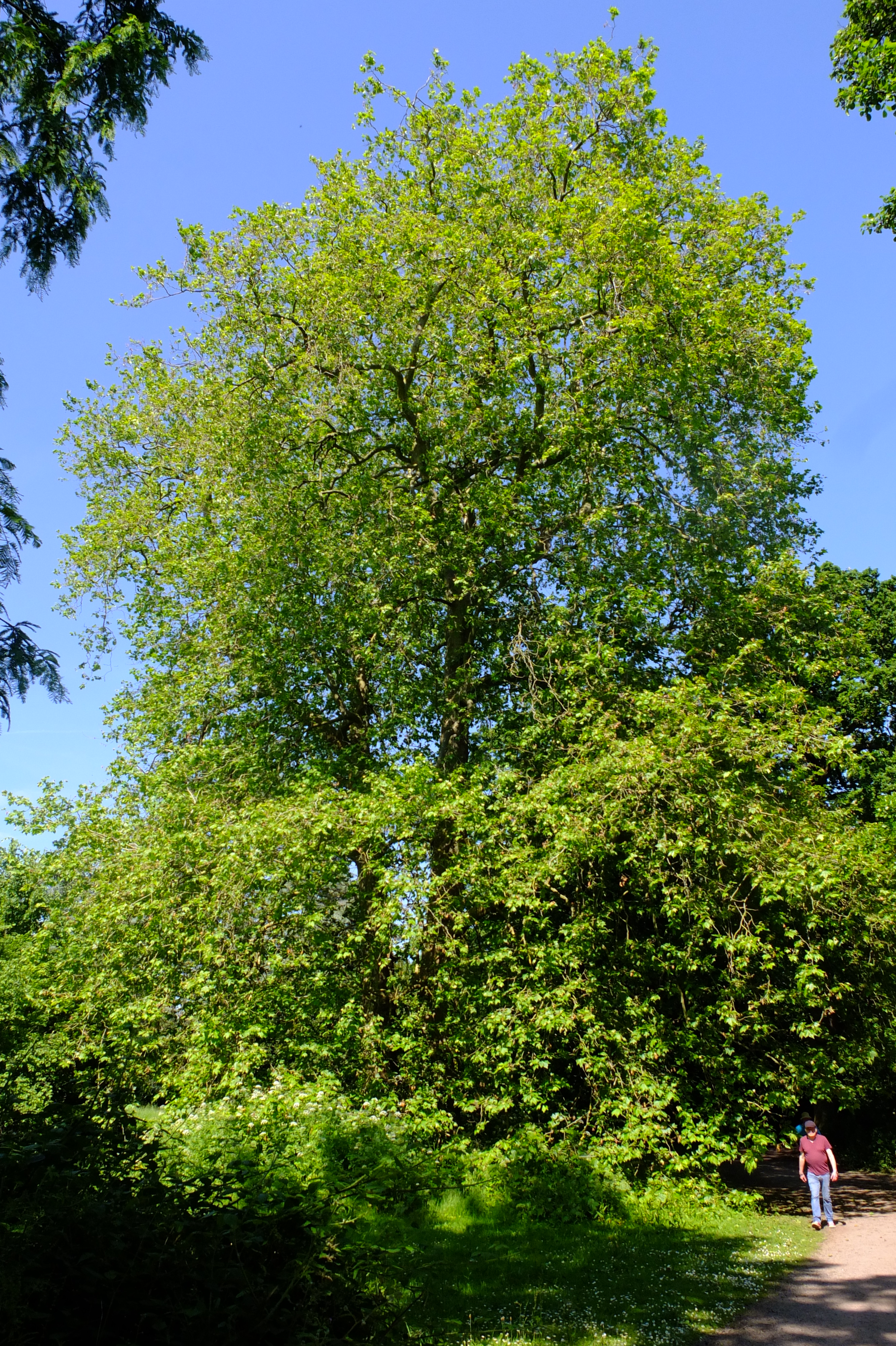 full-size image