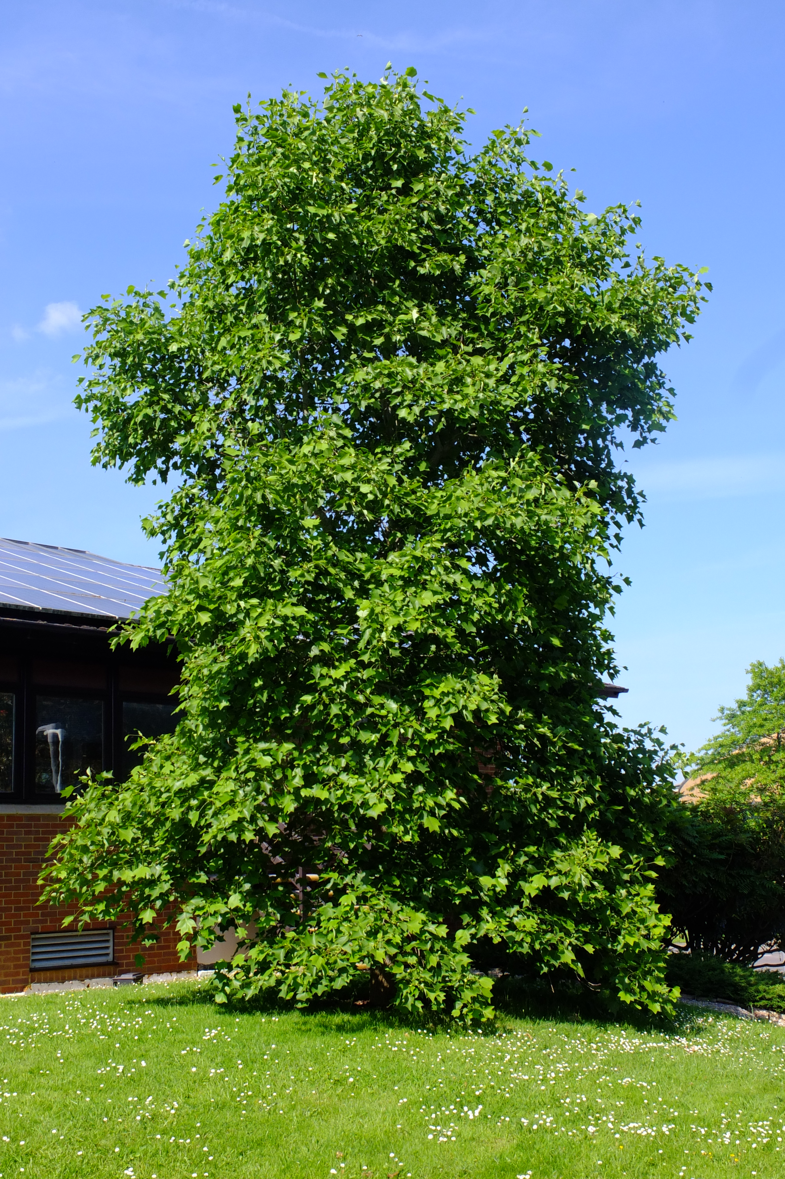 full-size image