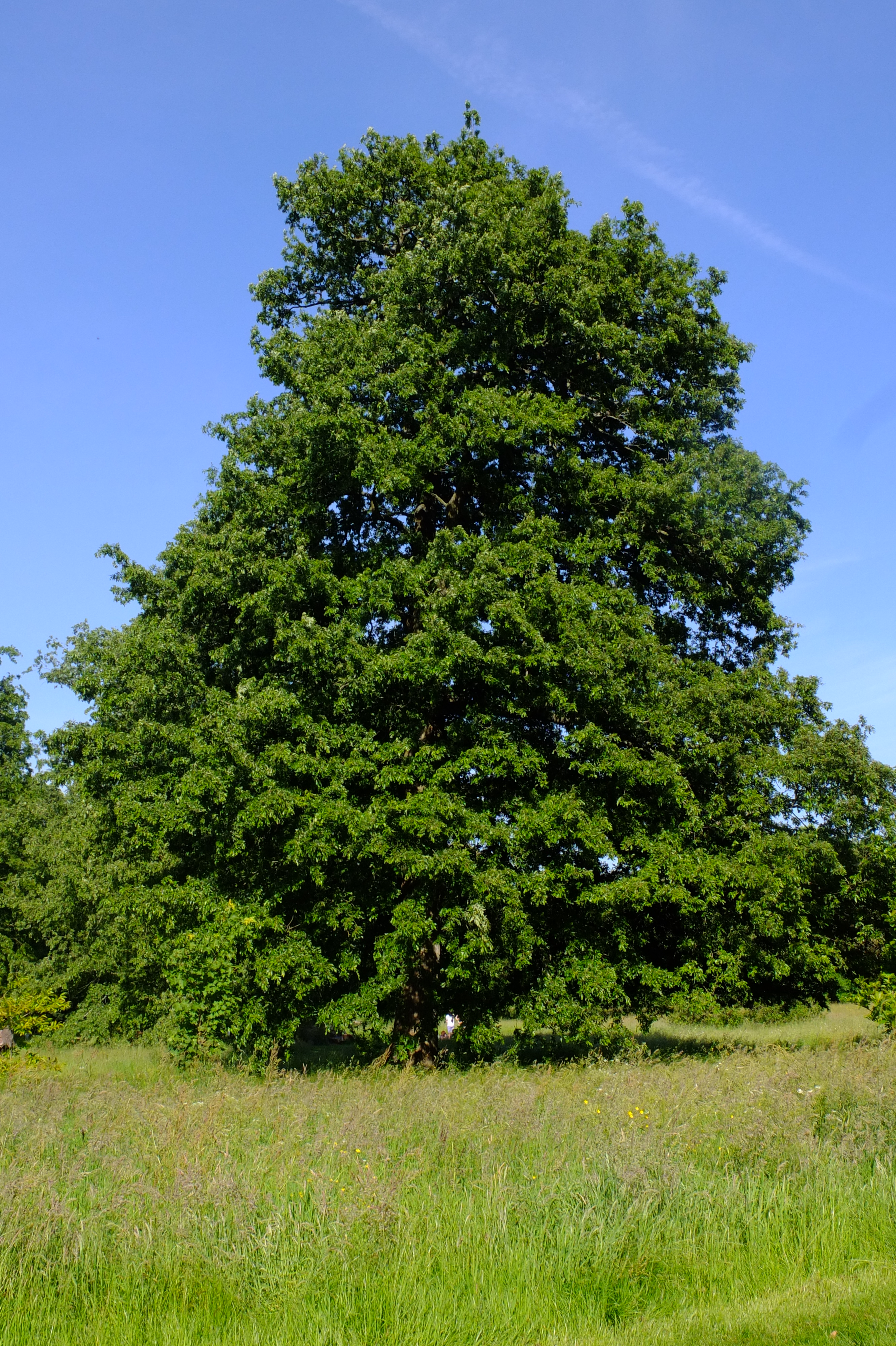 full-size image