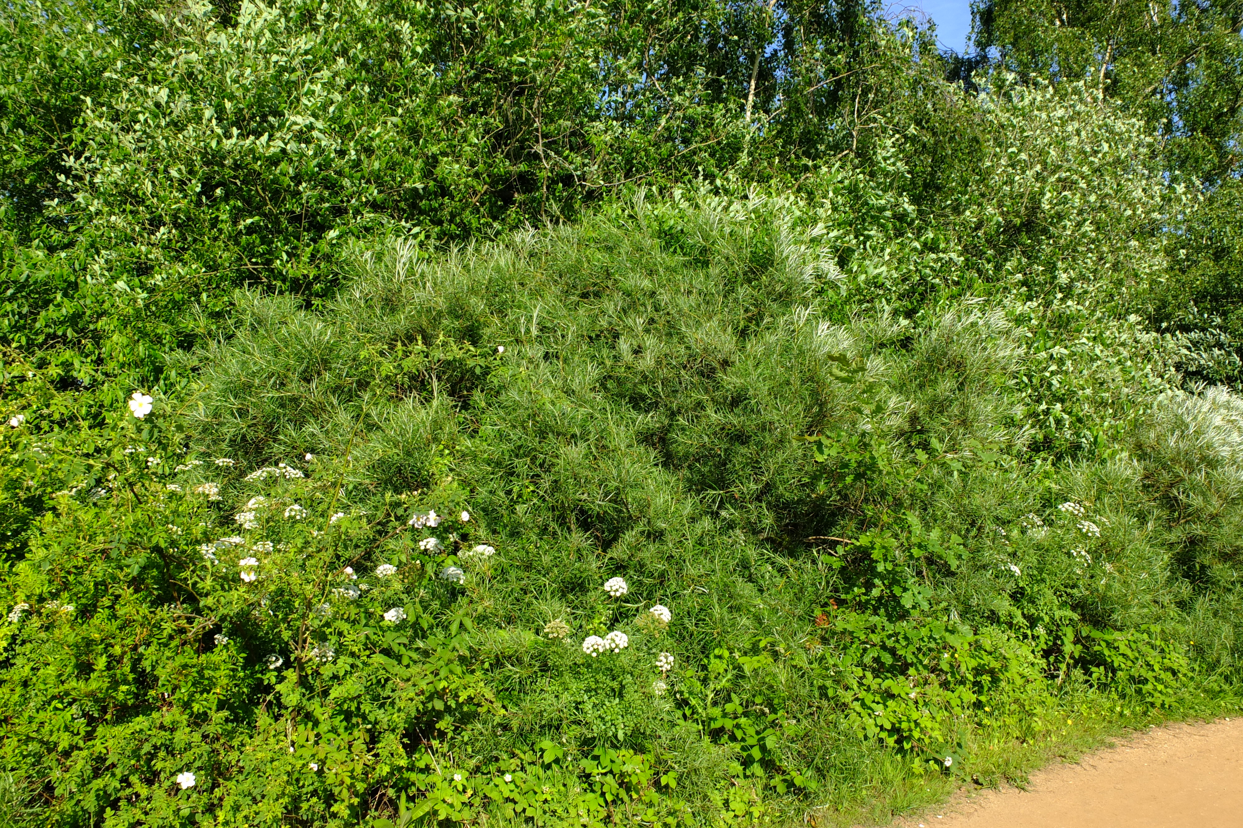 full-size image
