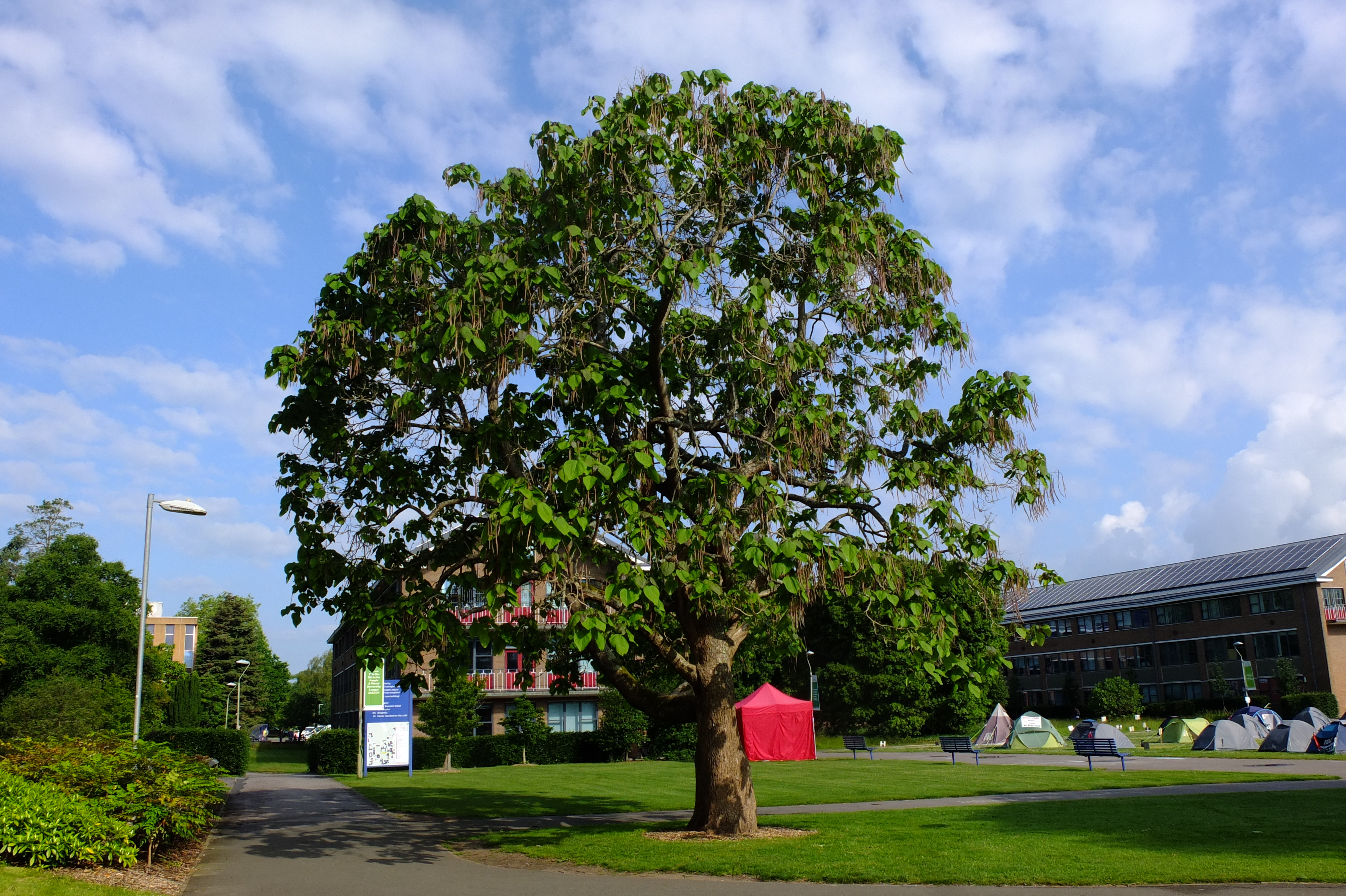 full-size image