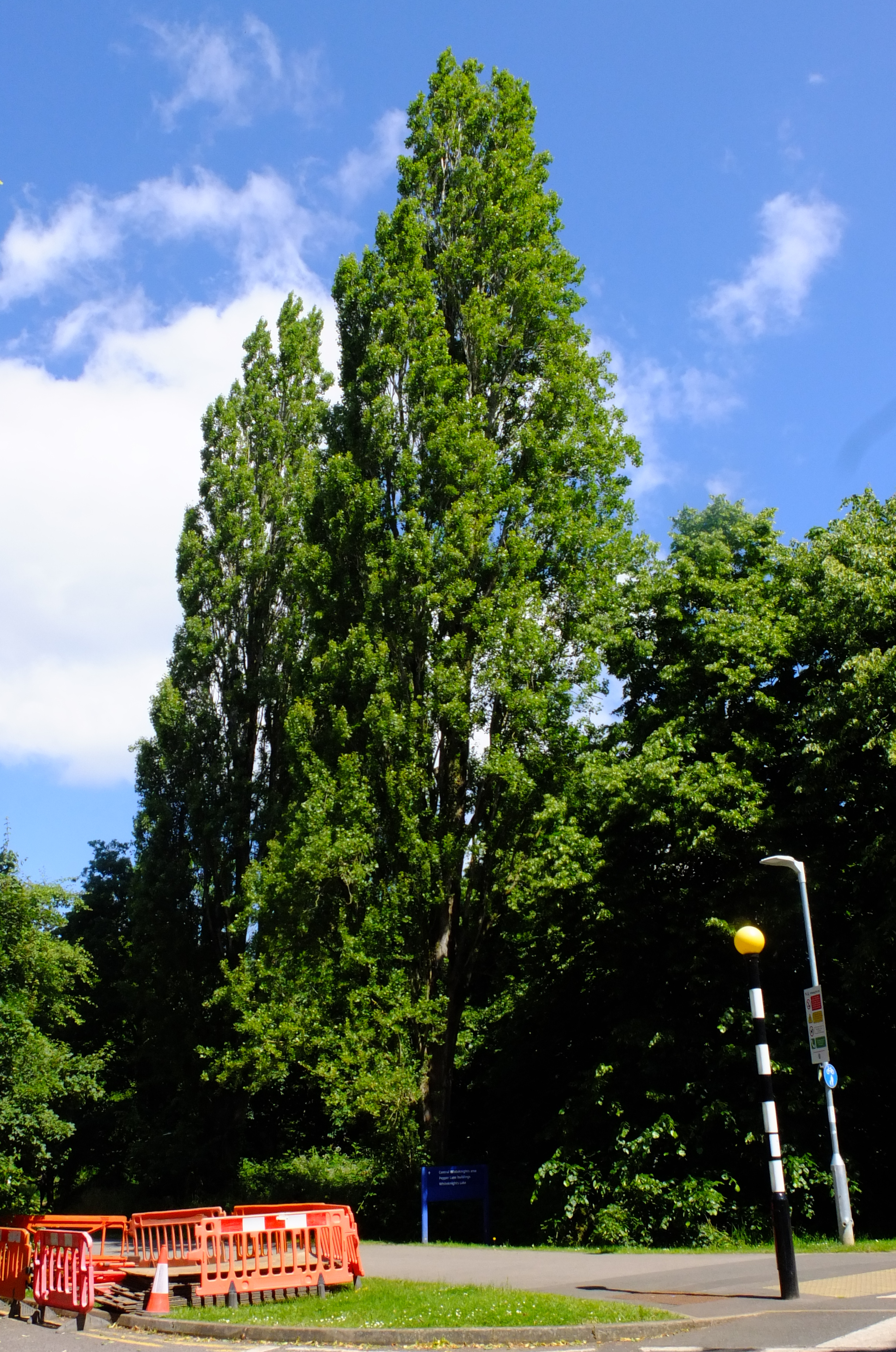 full-size image