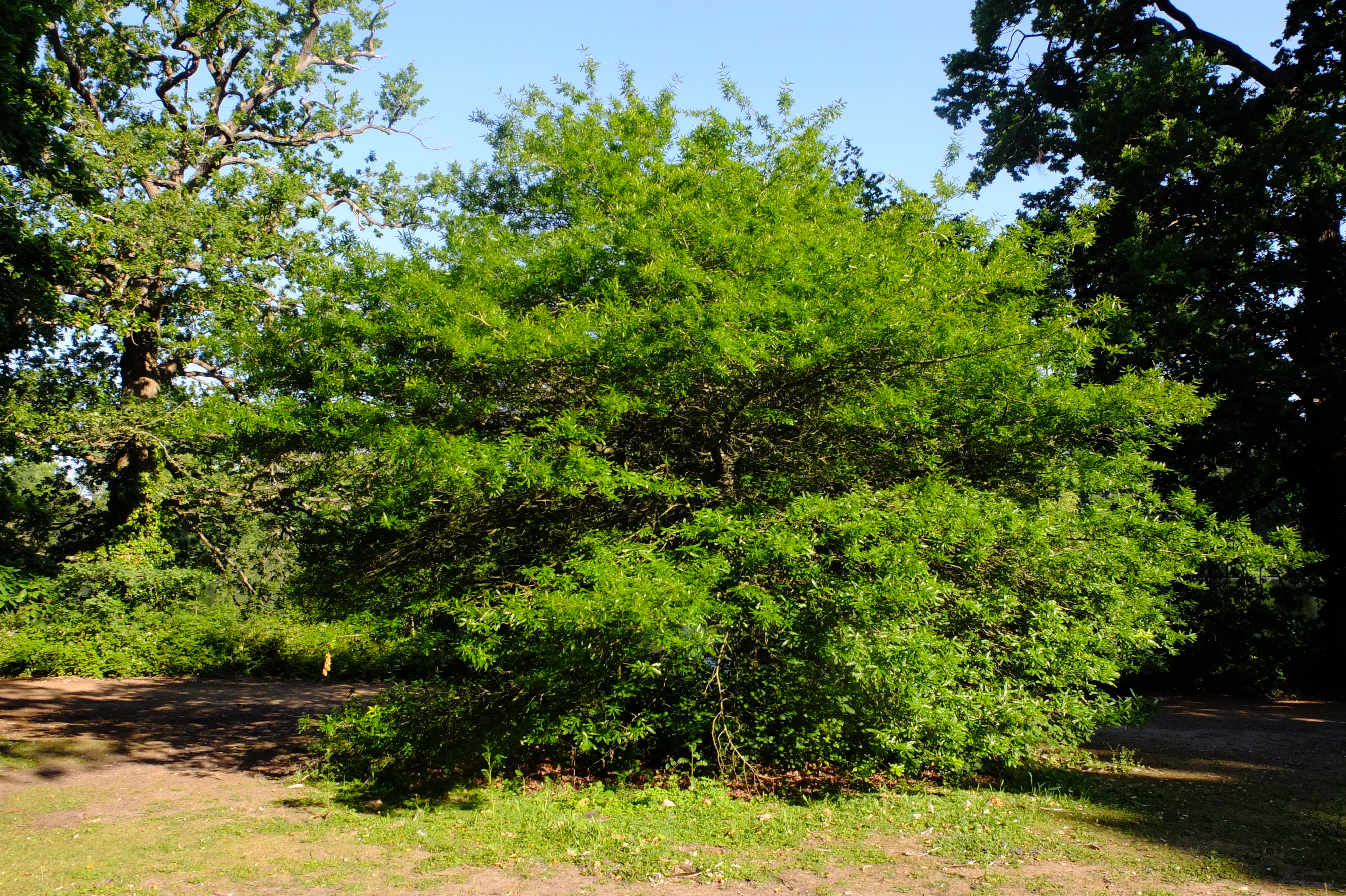 full-size image