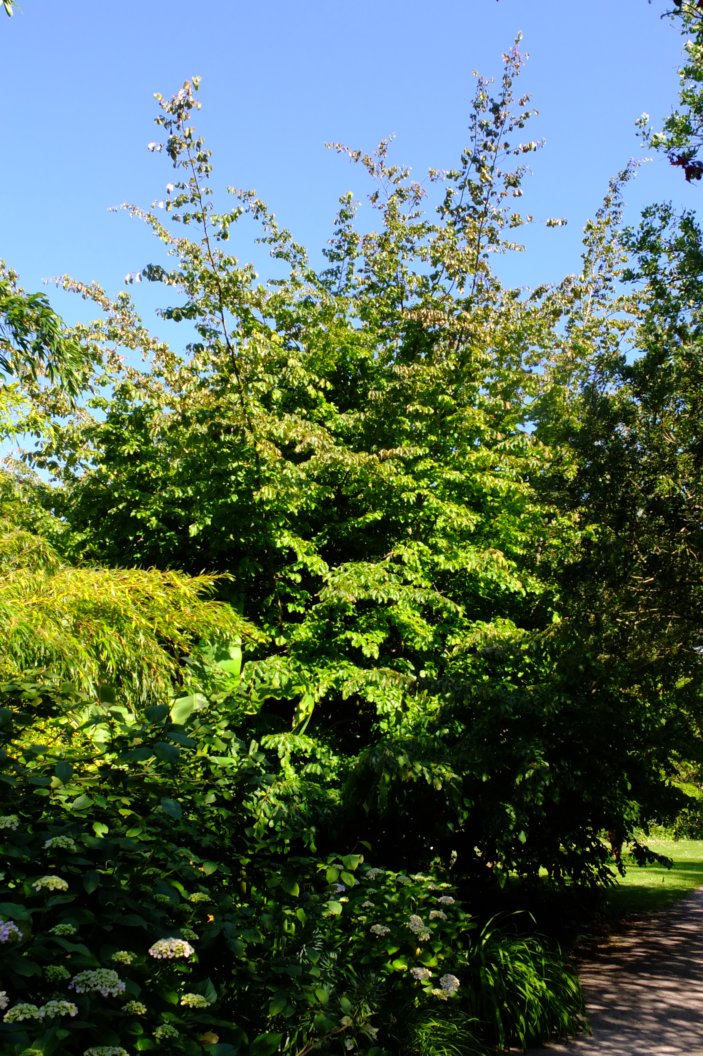 full-size image