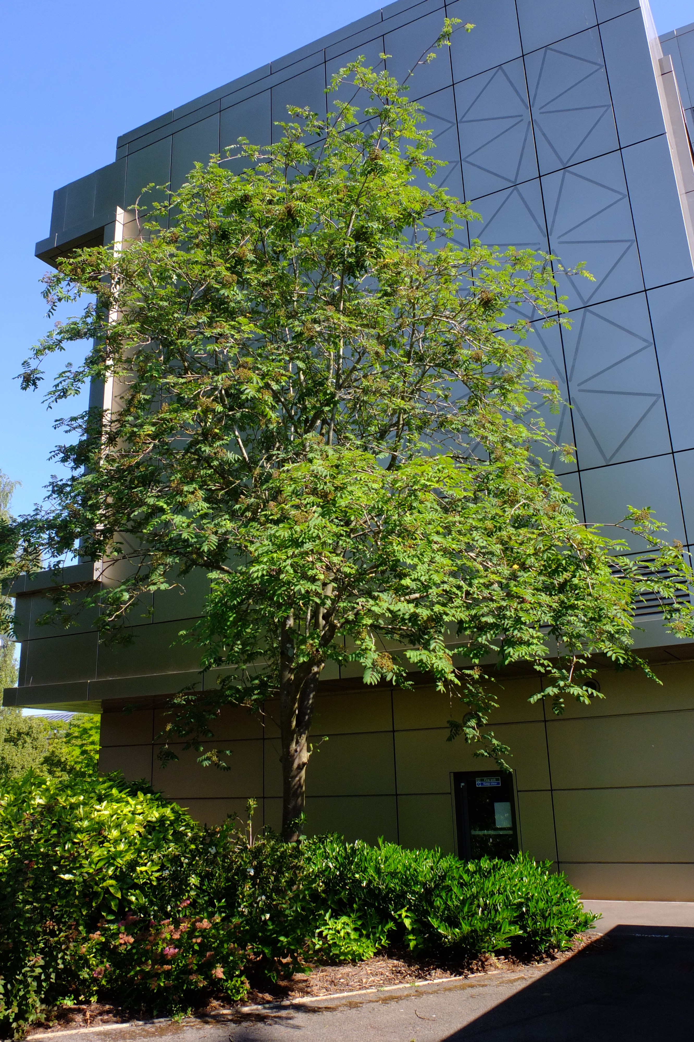 full-size image