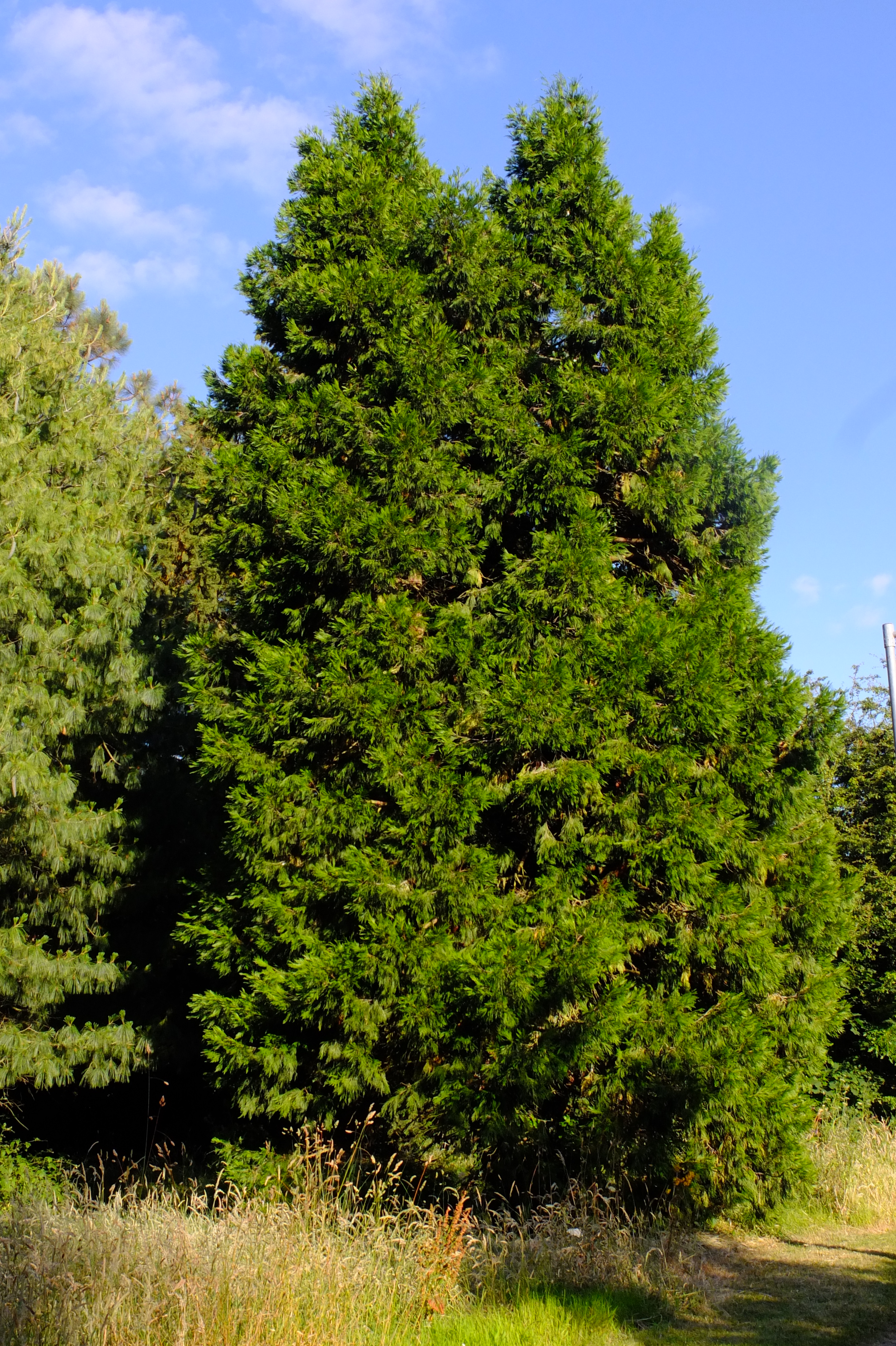 full-size image
