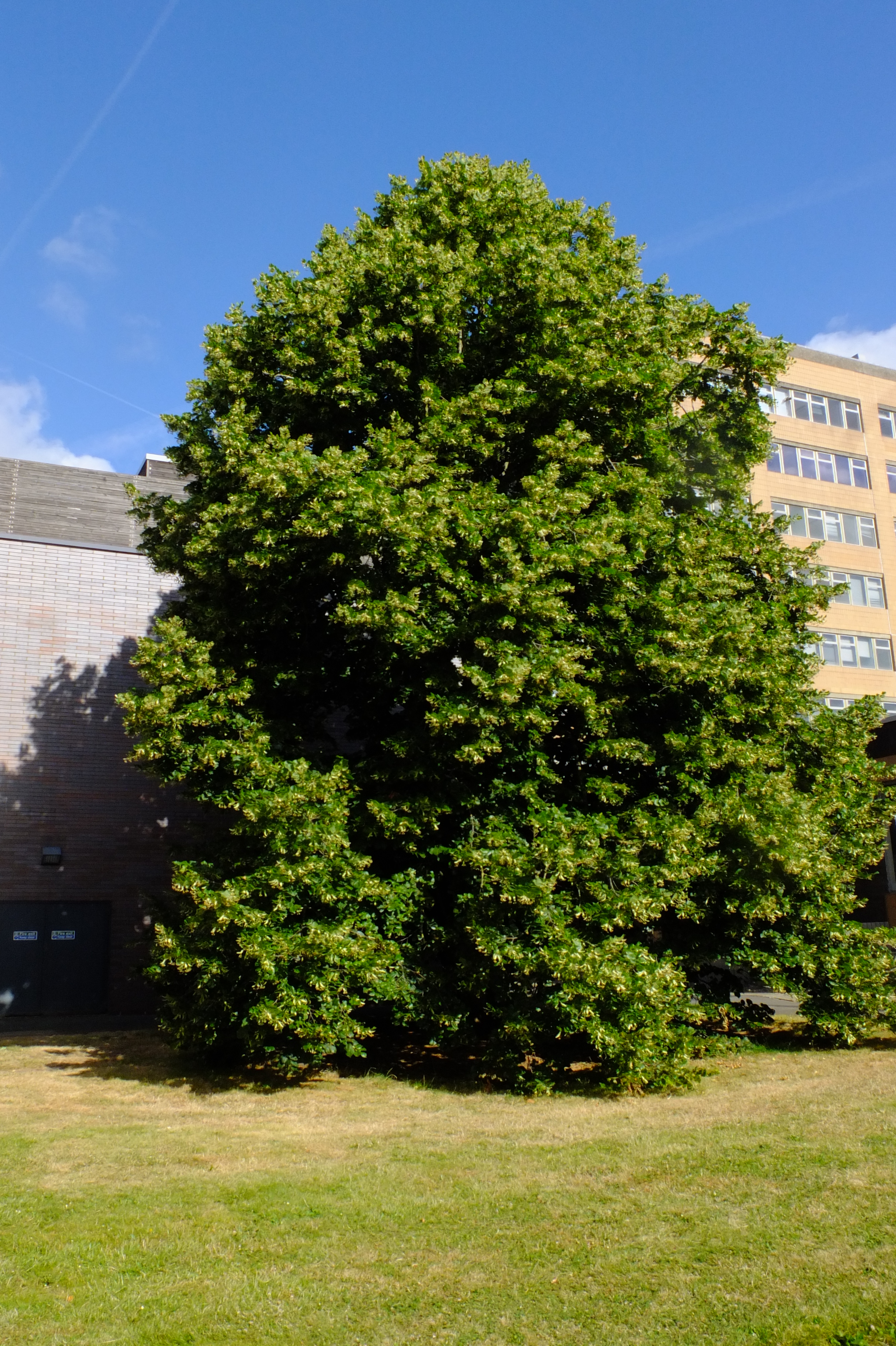 full-size image