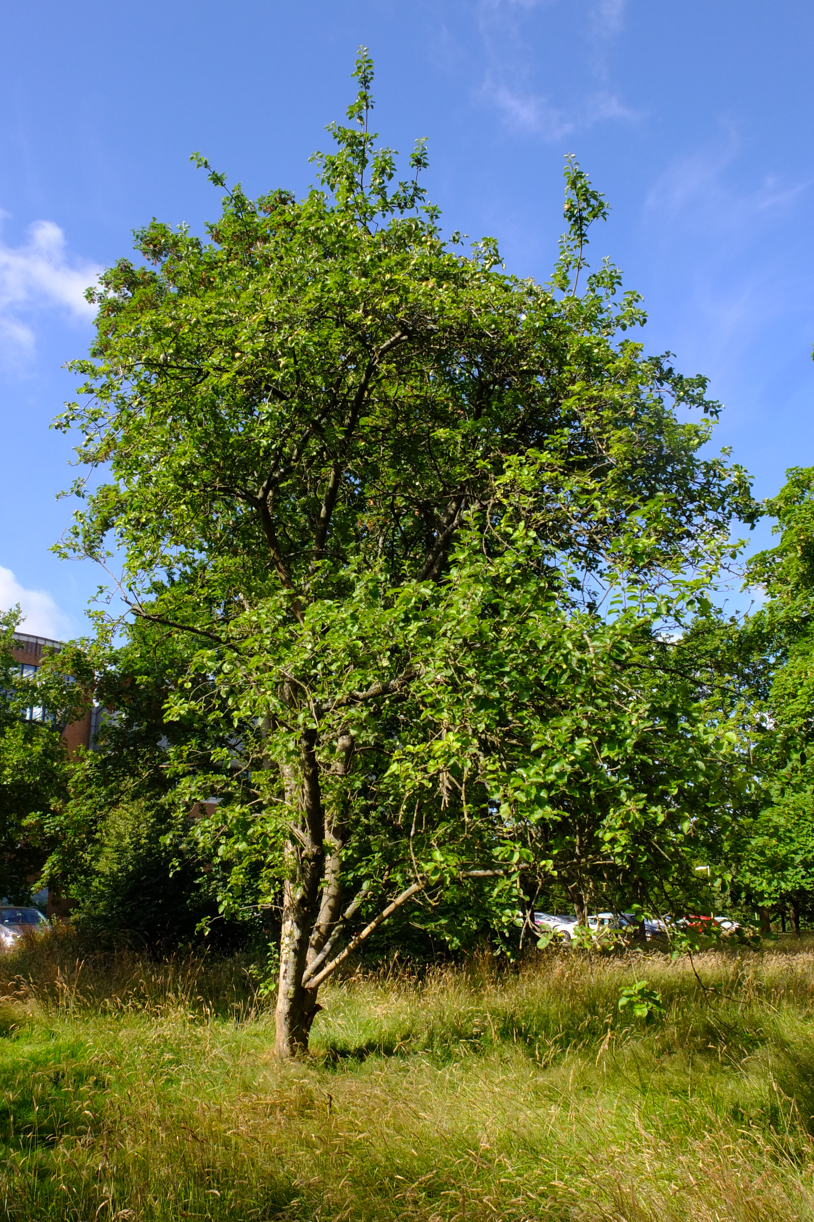 full-size image