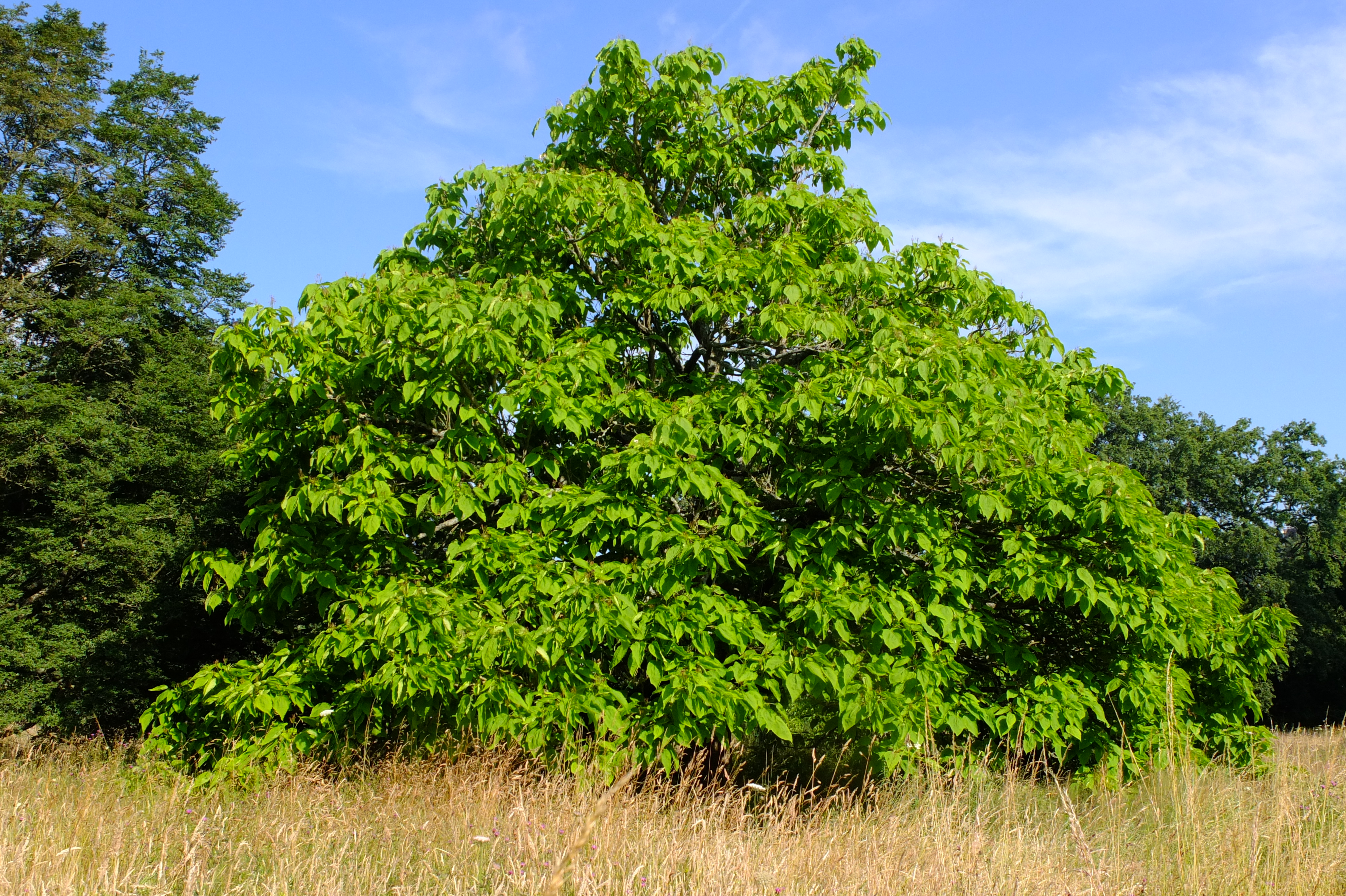 full-size image