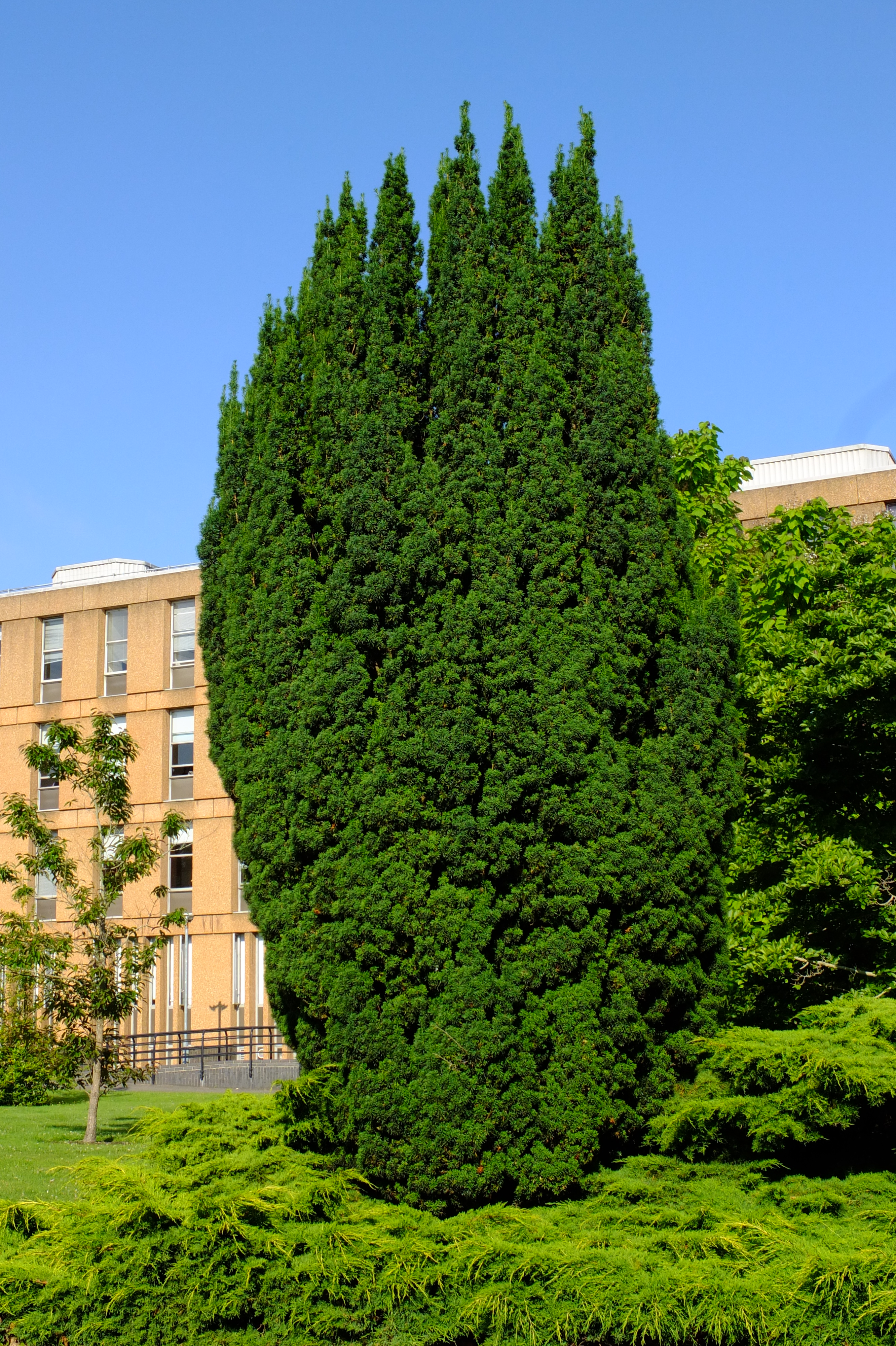 full-size image