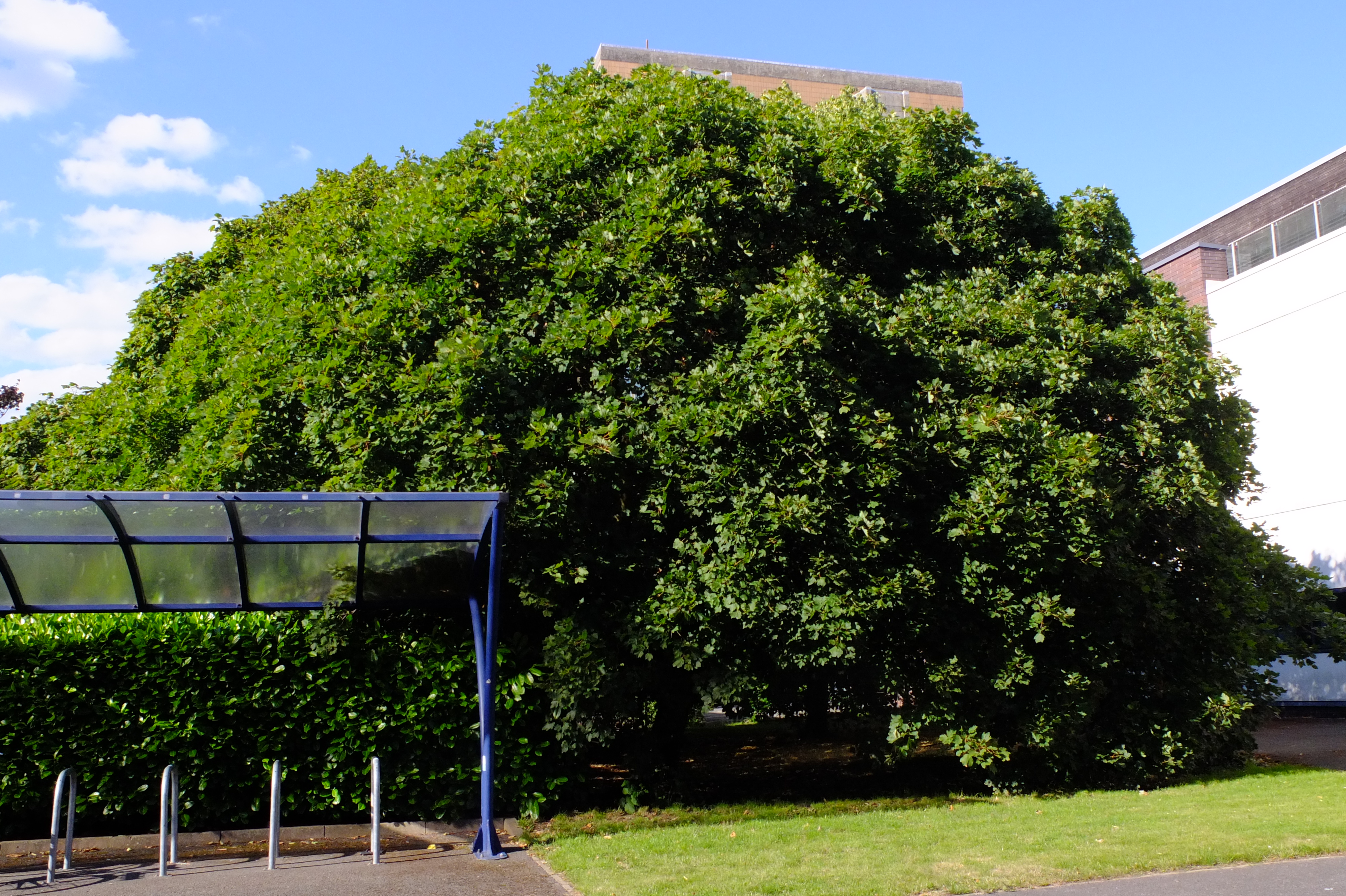 full-size image