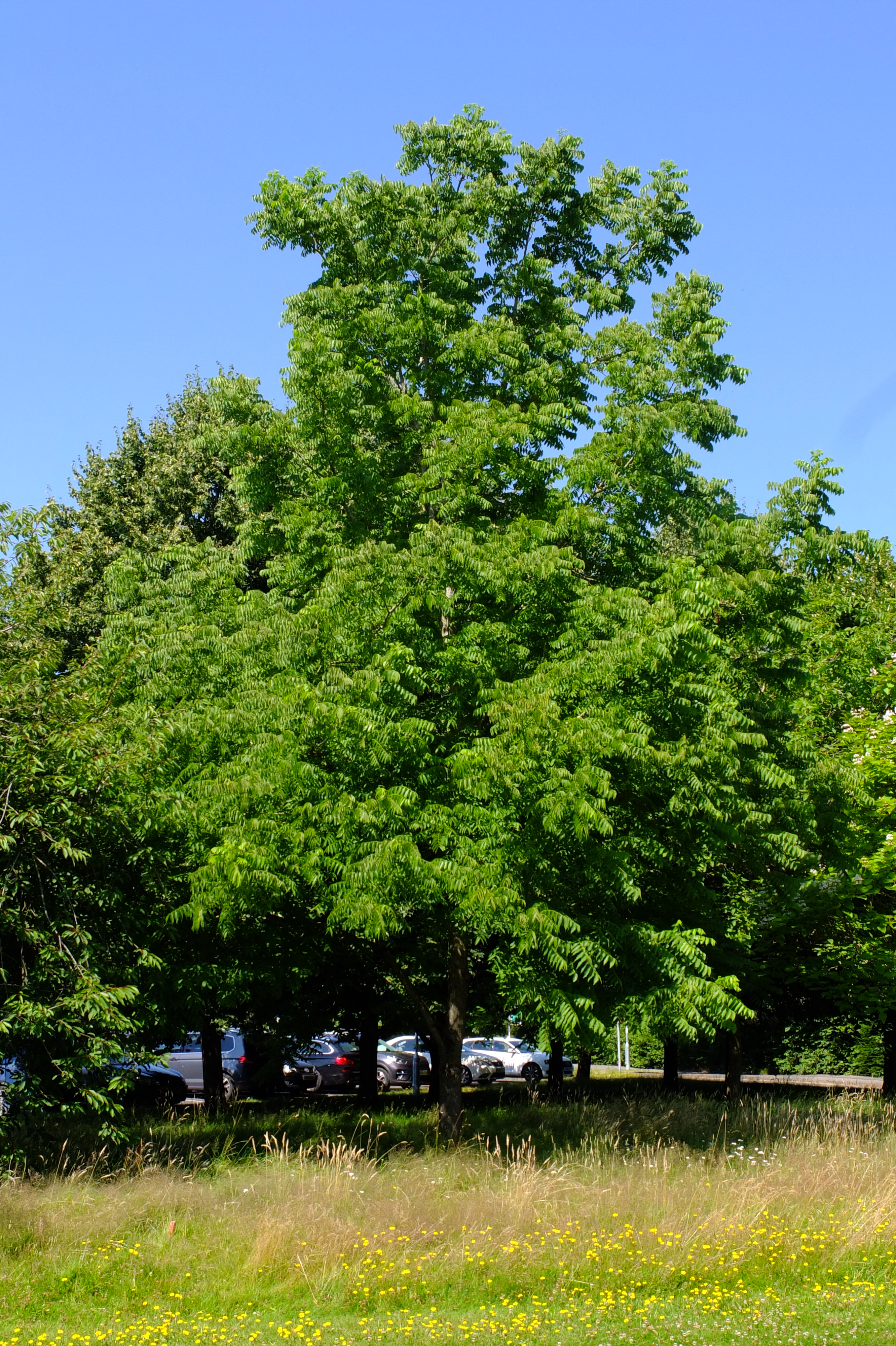 full-size image