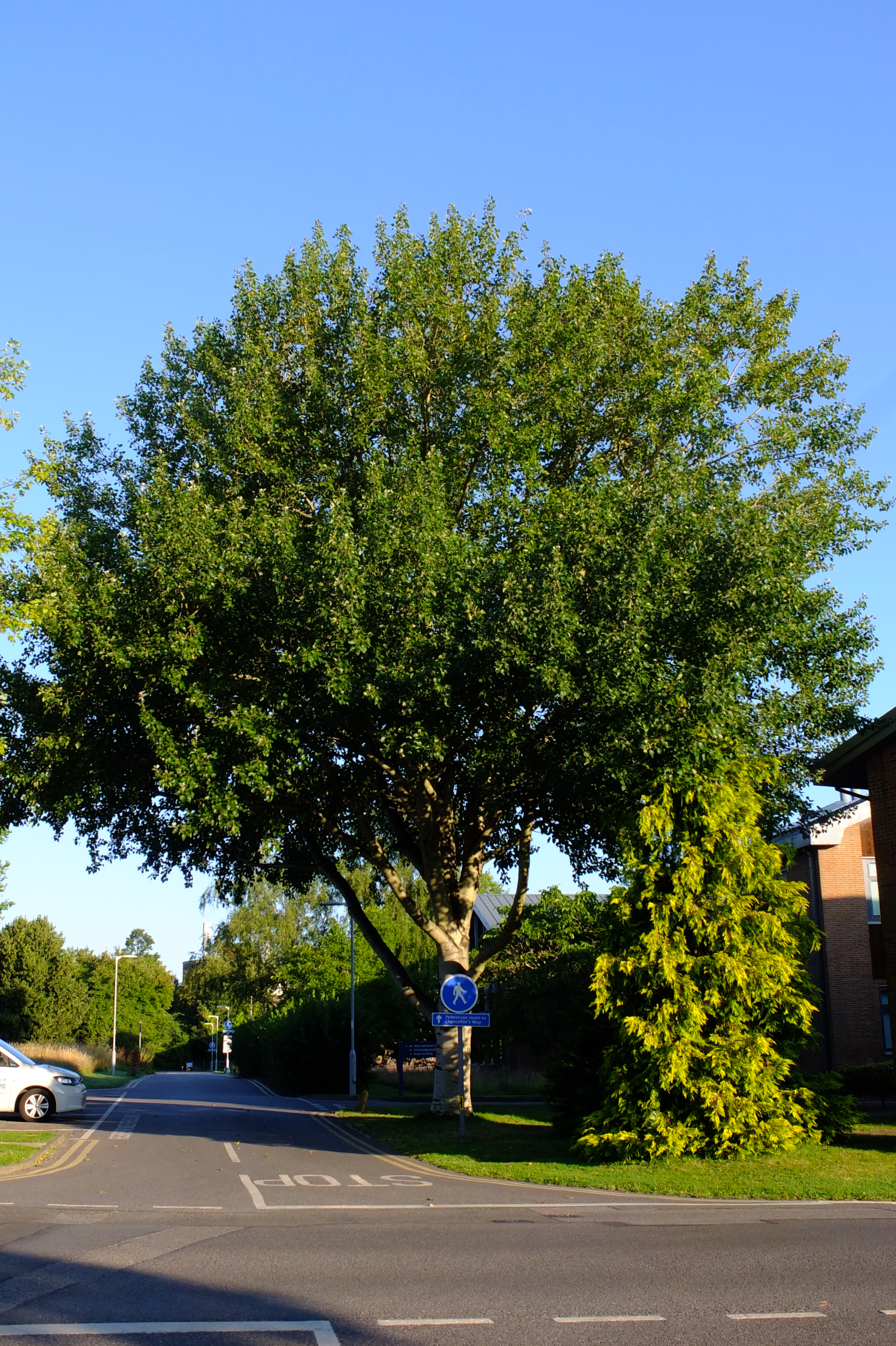 full-size image